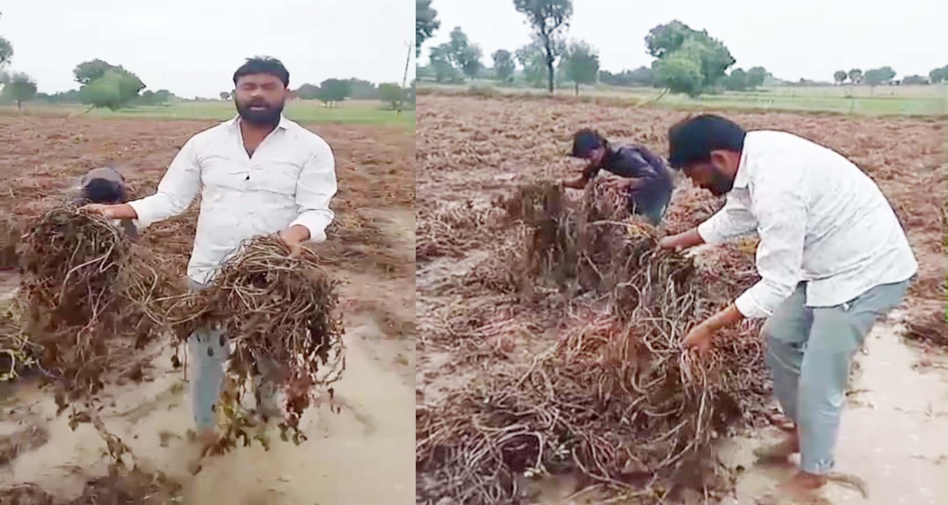 કારતકમાં અષાઢી માહોલ : બનાસકાંઠા જિલ્લાના અનેક ભાગોમાં મધરાતે મધ્યમથી ભારે વરસાદ