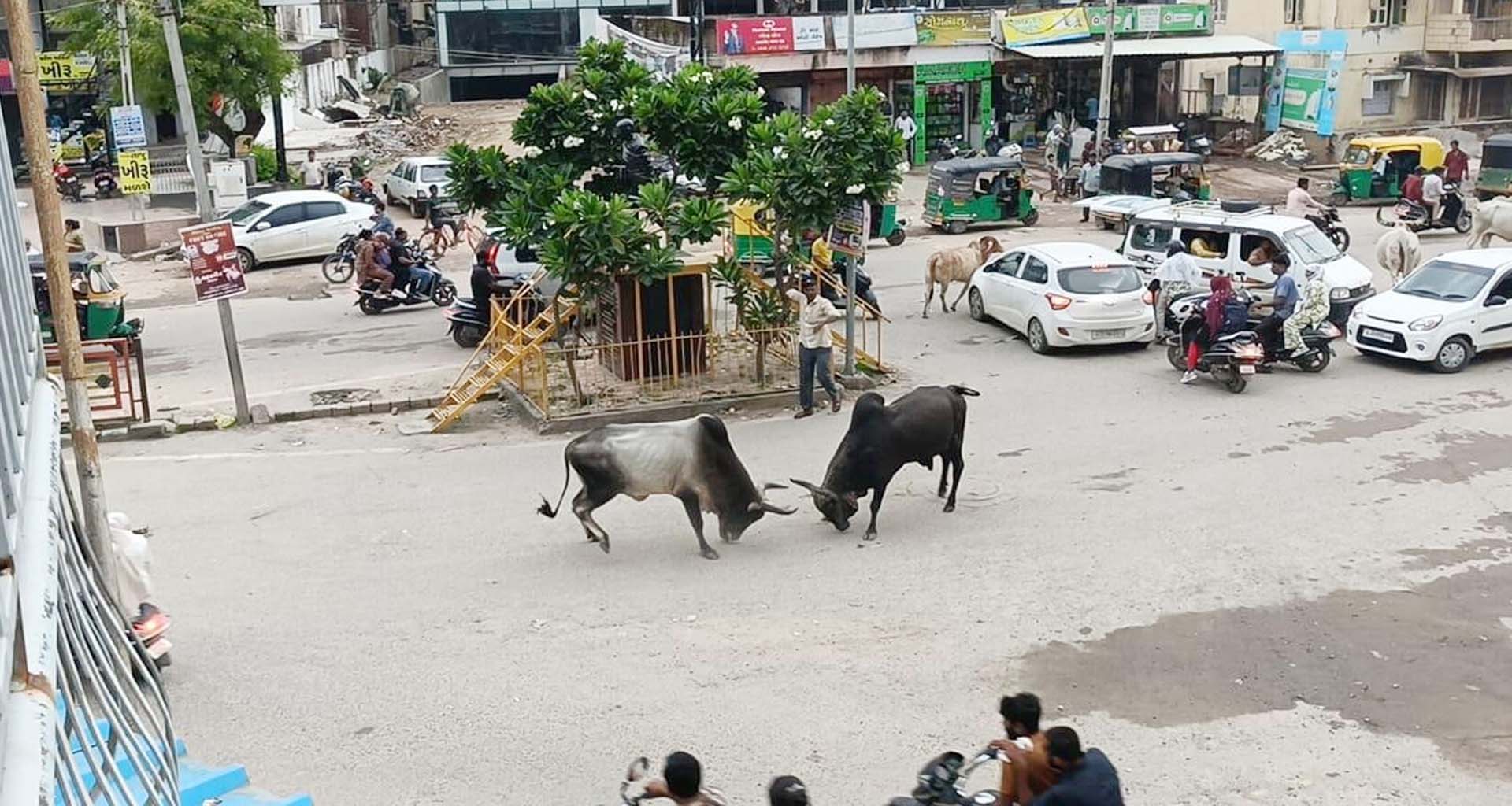 પાટણના રેલવે ગરનાળા માગૅ પર આખલા યુદ્ધે અફરા-તફરી મચાવી