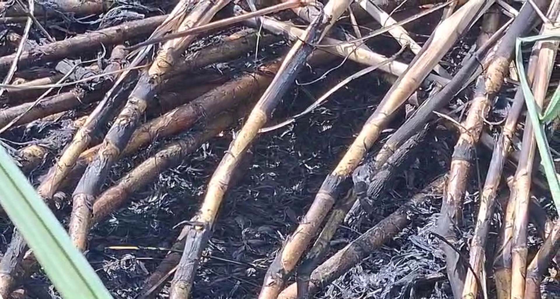 રાનેર ગામે શેરડીના ખેતરમાં આગ ભભૂકી : અંદાજે 2.50 લાખનું નુકસાન