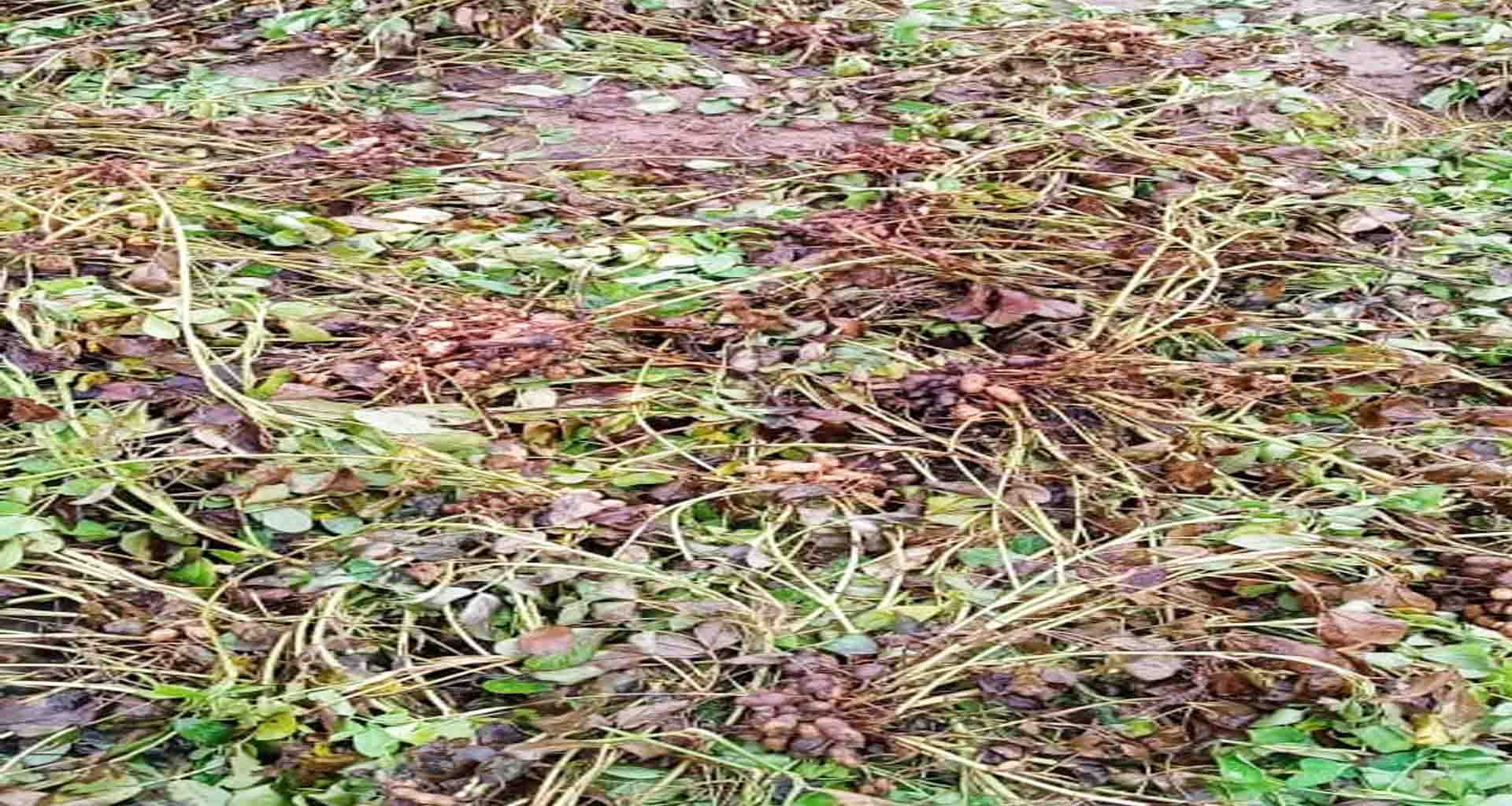 ડીસાના મુડેઠા પંથકમાં મગફળી અને બાજરીના પાકમાં વ્યાપક નુકશાન