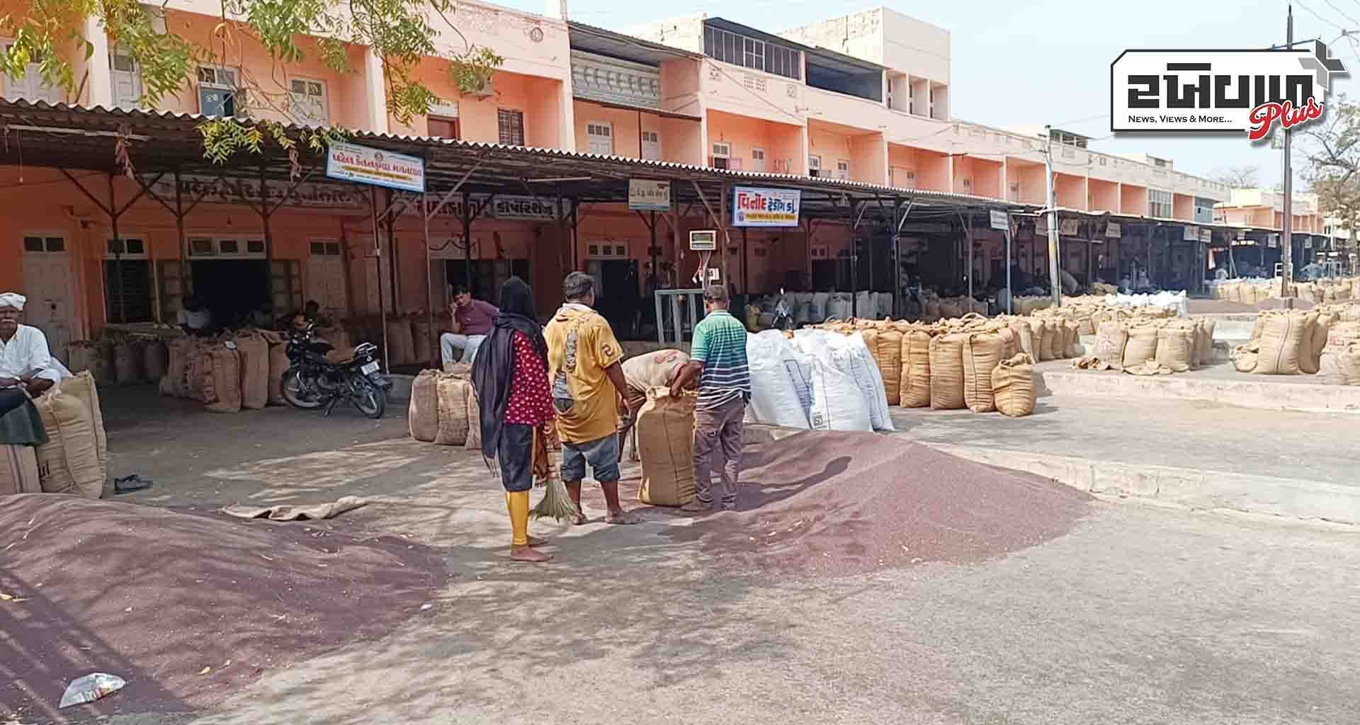 પાટણ માર્કેટ યાર્ડમાં છેલ્લા દસ દિવસમાં રાયડાની 50 હજારથી વધુ બોરીની આવક