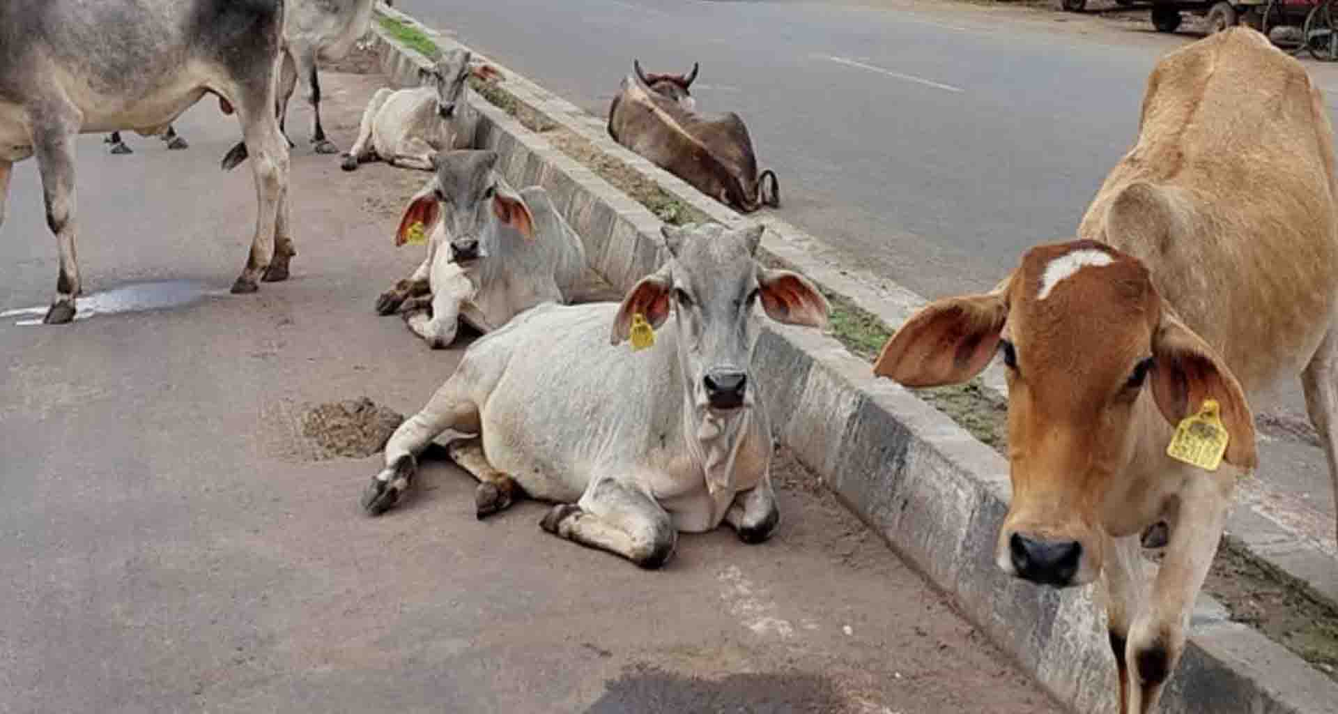 ડીસામાં લાખોનો ખર્ચ છતાં રખડતા પશુઓનો ત્રાસ યથાવત