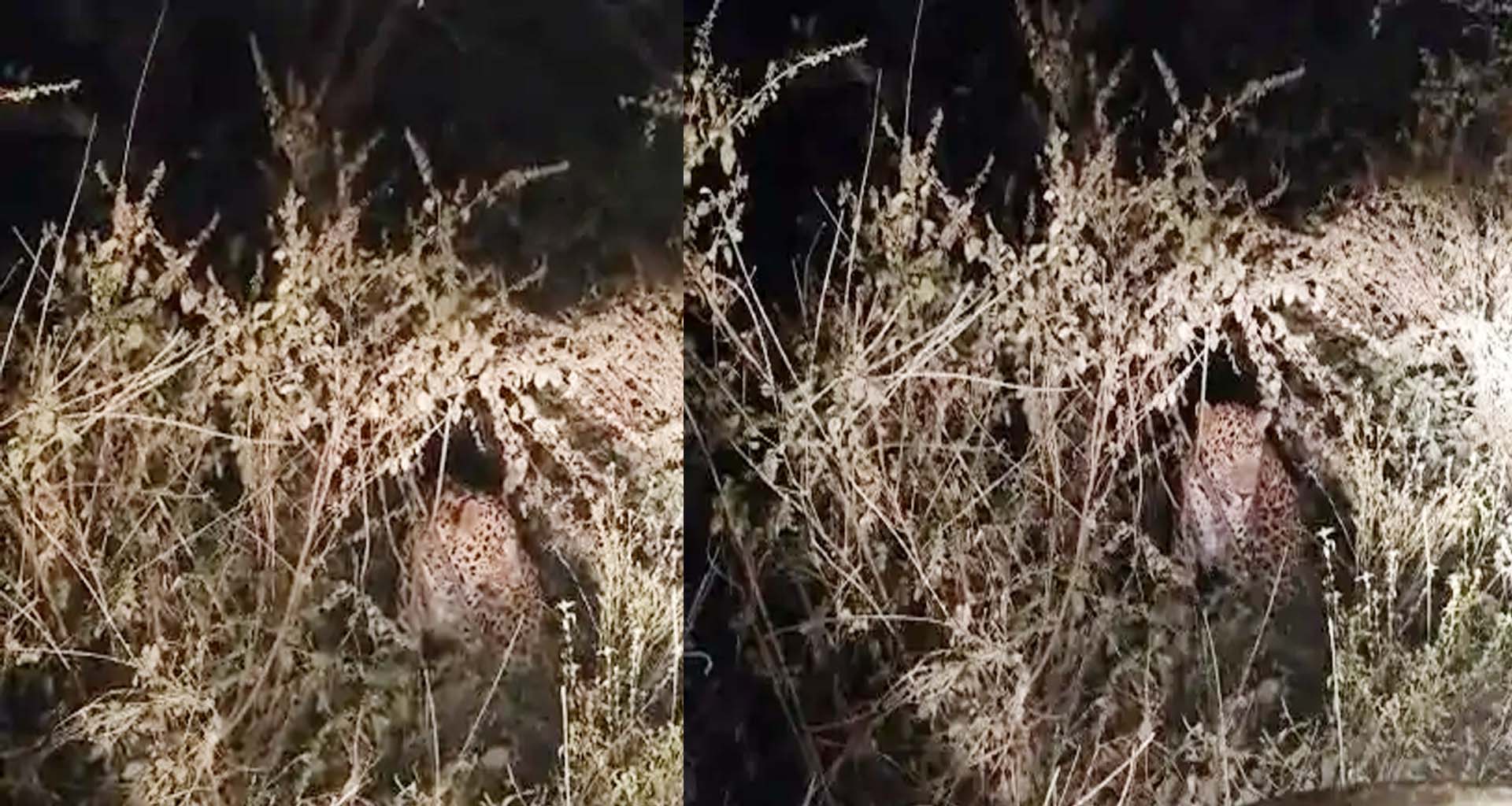 હિંમતનગરના રાયગઢ-અડપોદરા રોડ પર દીપડો દેખાયો : વન વિભાગે તપાસ કરી