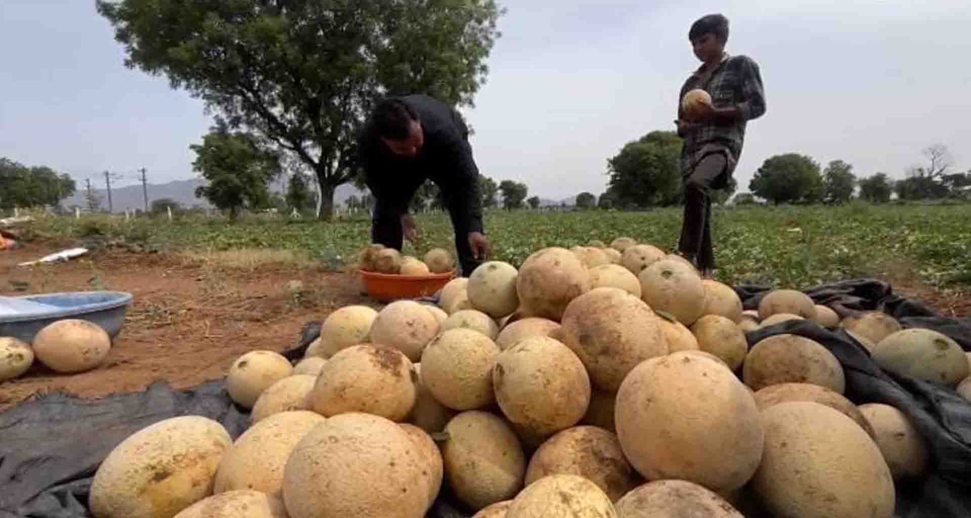 વરસાદે ખેડૂતોને રોવડાવ્યા; પાલનપુરમાં કેસર કેરી અને સક્કરટેટી પાકમાં ખેડૂતોને લાખોનું નુકસાન