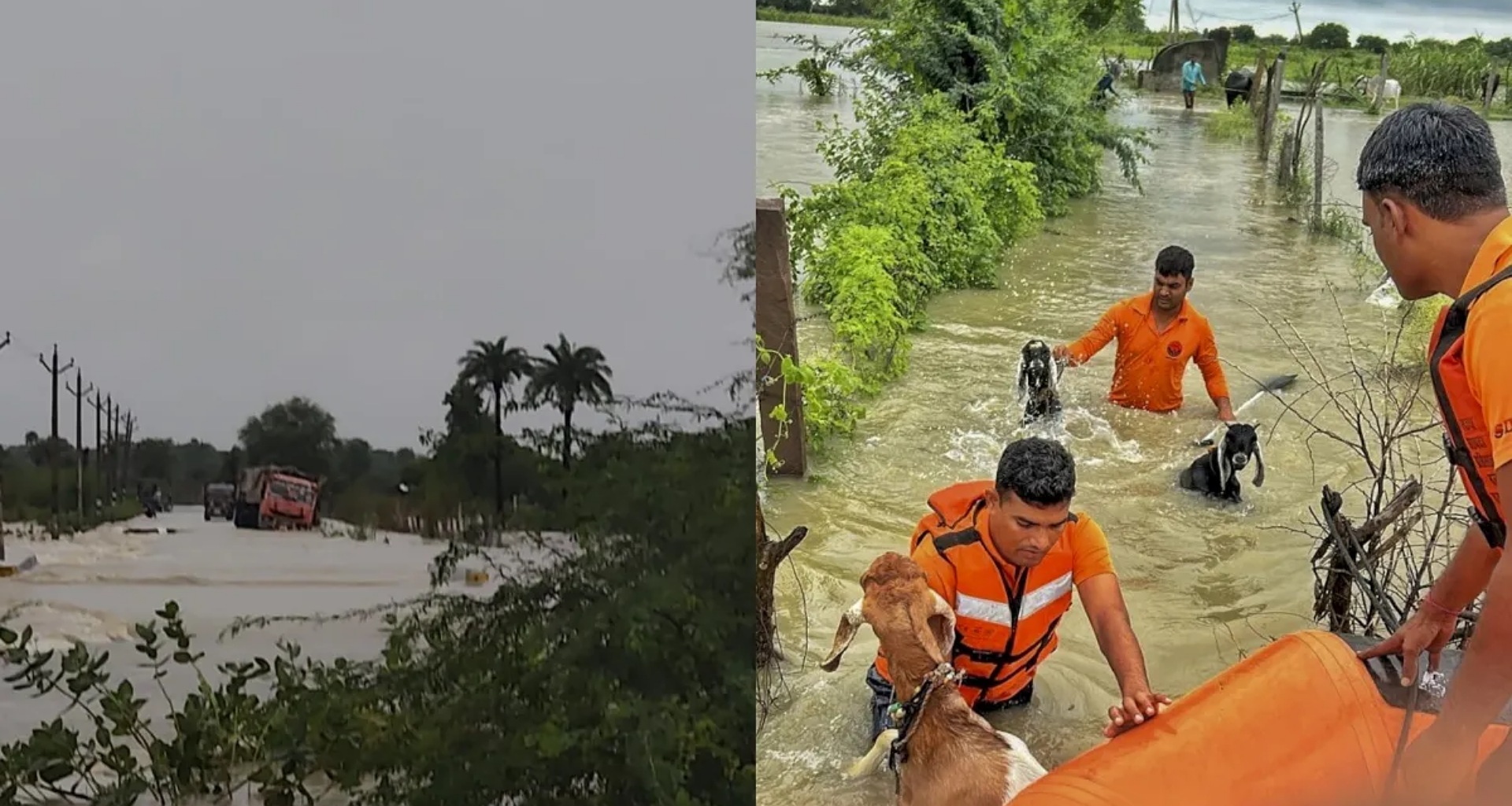 રાજસ્થાનમાં ભારે વરસાદે તબાહી મચાવી, બારનમાં ભેંસો તણાઈ ગઈ