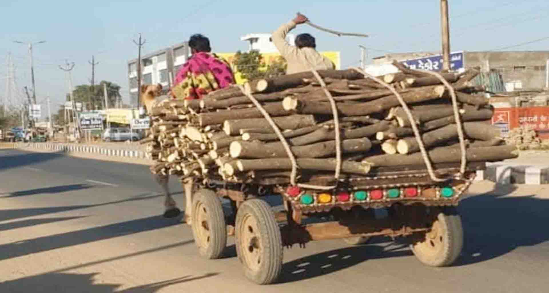 લીલા વૃક્ષો કાપવાનો સિલસિલો યથાવત; ડીસા સહિત જિલ્લામાં વૃક્ષોનું આડેધડ નિકંદન