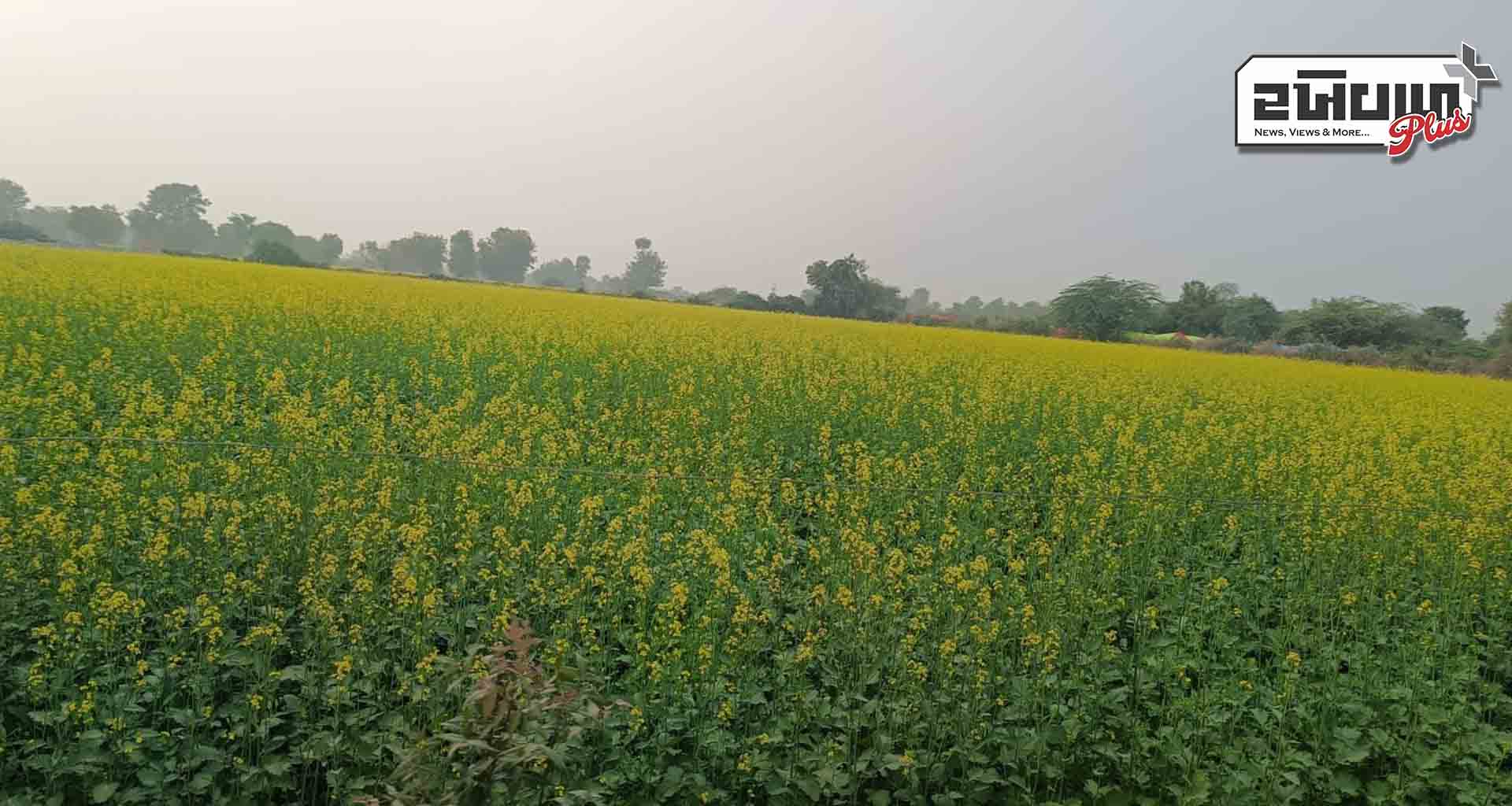 જિલ્લામાં રાયડાનું વાવેતર કરેલ ખેડૂતો માટે ખુશખબર ! રાયડાના પાકને ટેકાના ભાવે ખરીદી કરવામાં આવશે