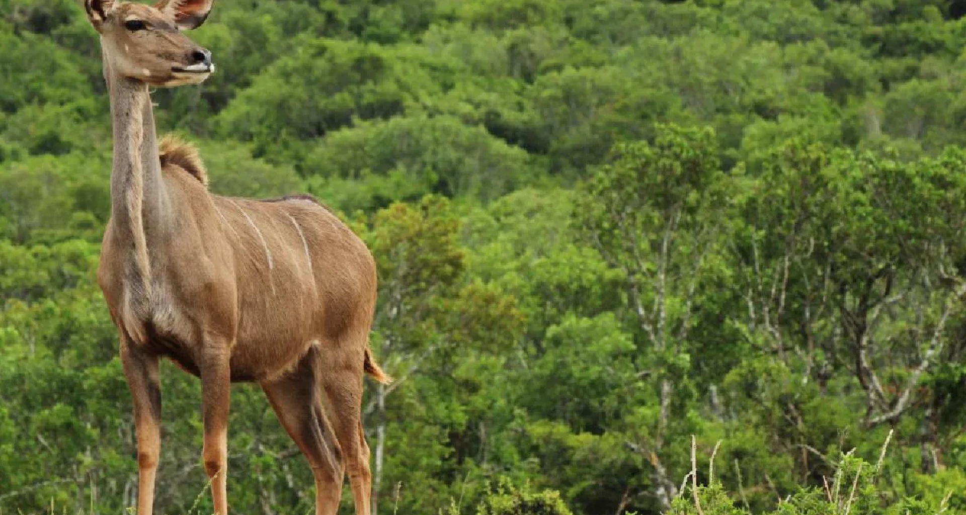 બિહાર સરકારે 'નીલગાય' શબ્દના ઉપયોગ પર પ્રતિબંધ મૂક્યો, જાણો કારણ