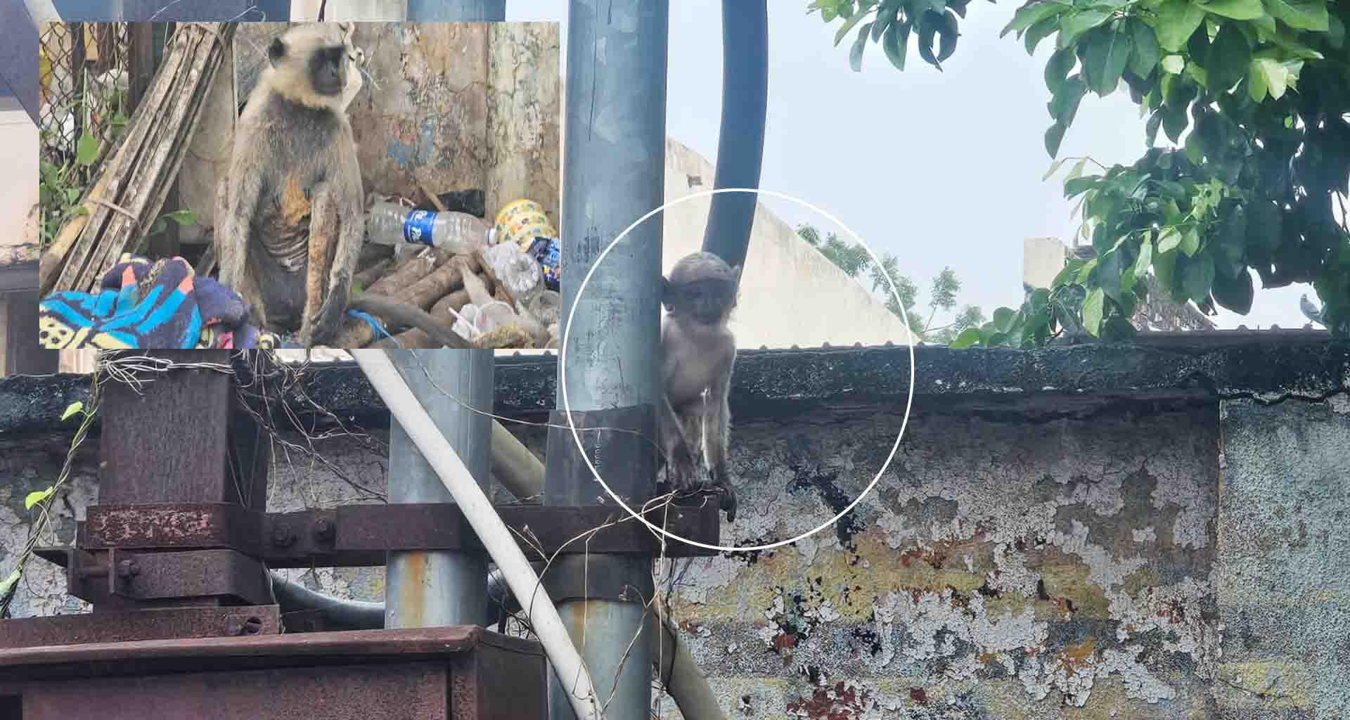 પાટણ; ડીપીના ટ્રાન્સફોર્મર મા ફસાયેલ વાંદરી અને તેના બચ્ચાનો જીવ બચાવતા જીવદયા પ્રેમીઓ