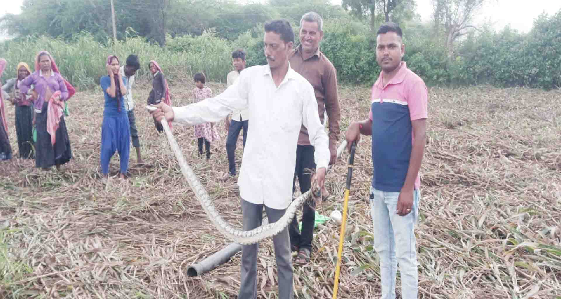 રબારીયા ગામની સીમમાં મહાકાય અજગરનું રેસ્ક્યુ કરાવ્યું