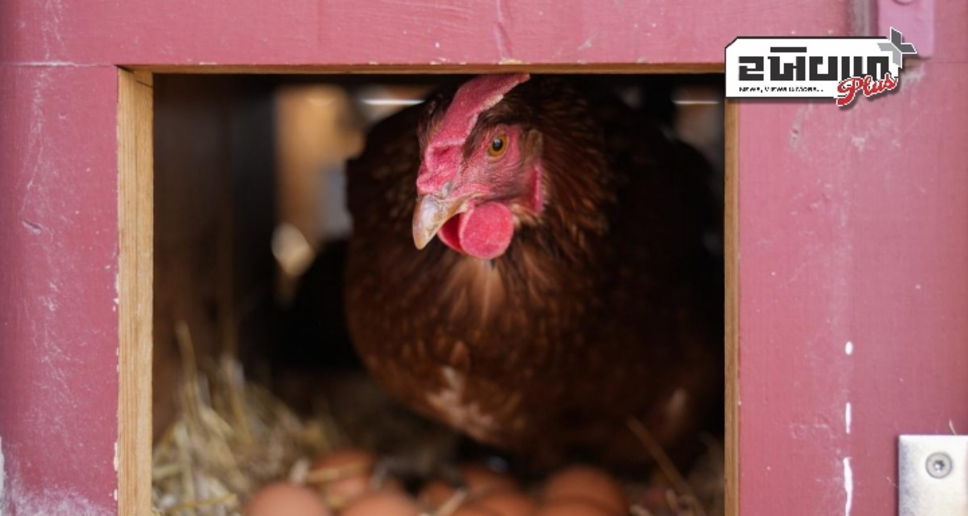 બર્ડ ફ્લૂનો ભયાનક વળાંક: શું H5N1 આગામી વૈશ્વિક રોગચાળો બની શકે છે?