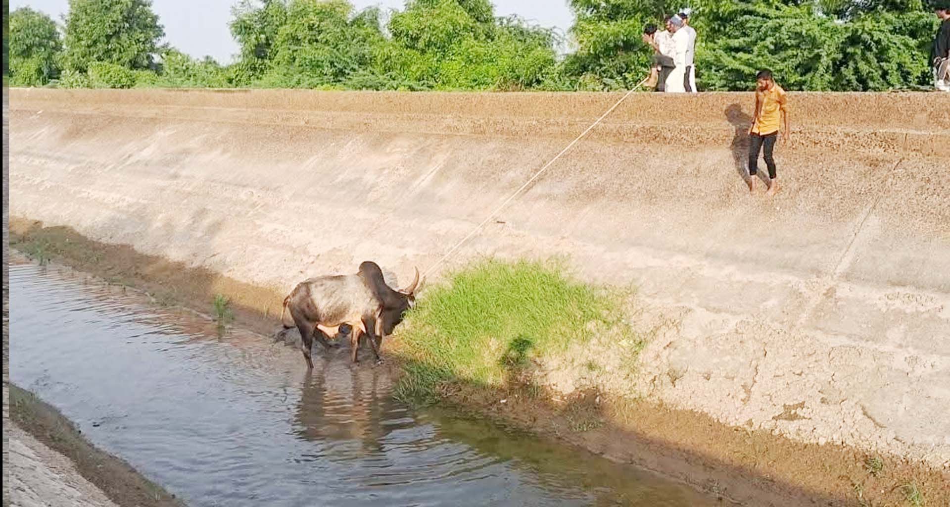 વાવના વાવડી ગામની નર્મદા કેનાલમાંથી બે નંદીનું રેસ્ક્યુ કરી બચાવી લેવાઈ