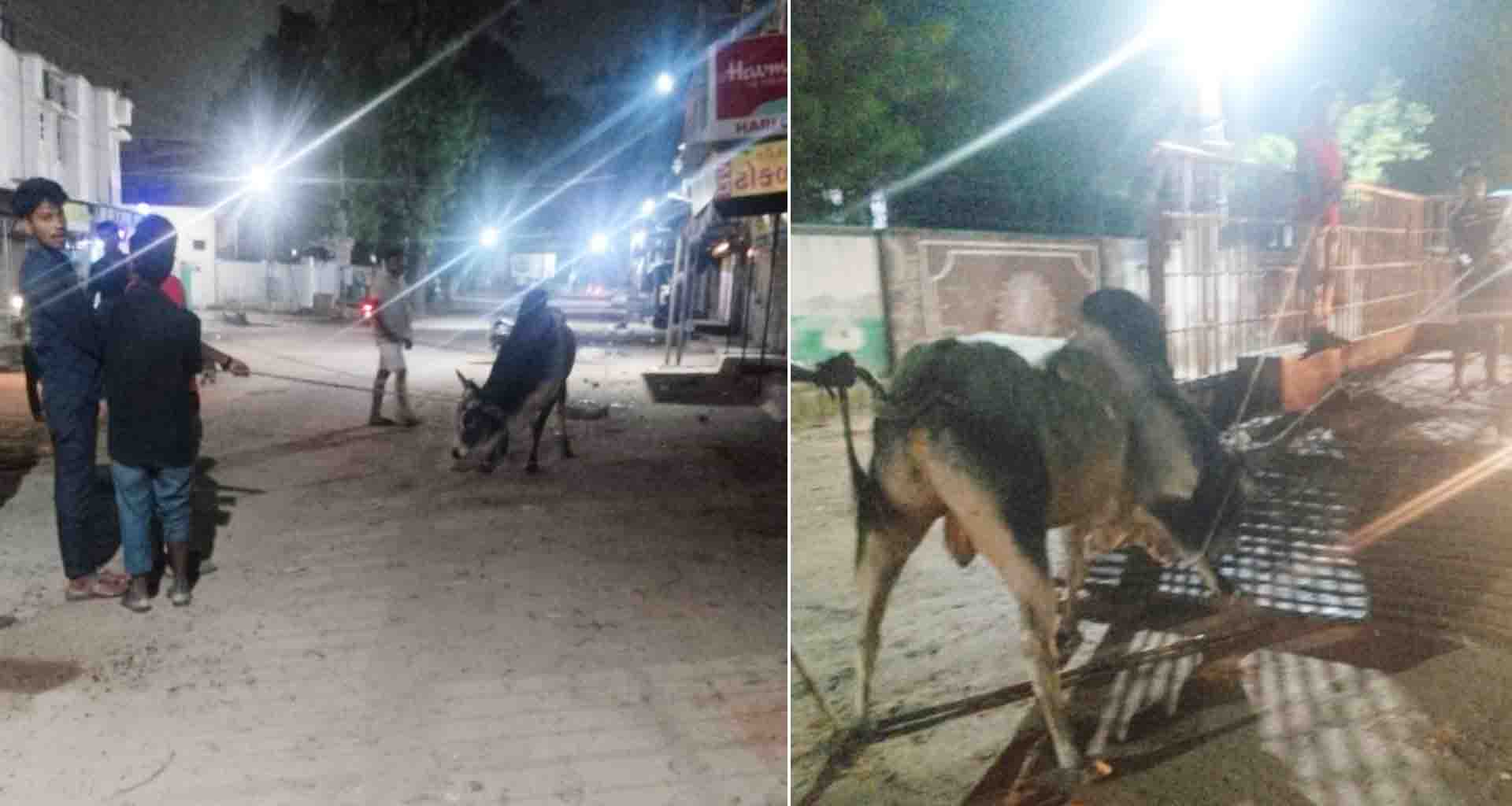 પાલનપુર નગરપાલિકા દ્વારા રખડતા પશુઓ પકડીને ગૌશાળામાં ખસેડાયા