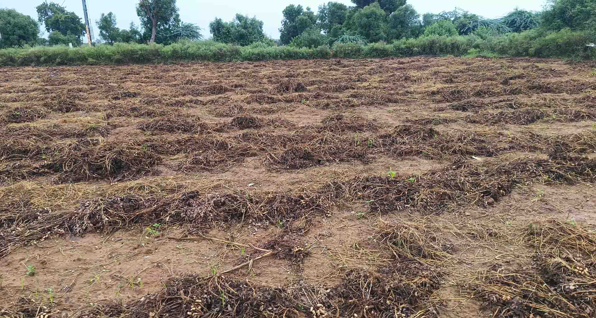 ઉનાળુ મગફળીનું વાવેતર કરેલા ખેડૂતોની હાલત કફોડી; ખેતરોમાં મગફળી સહિત બાજરીનો પાક પલળ્યો