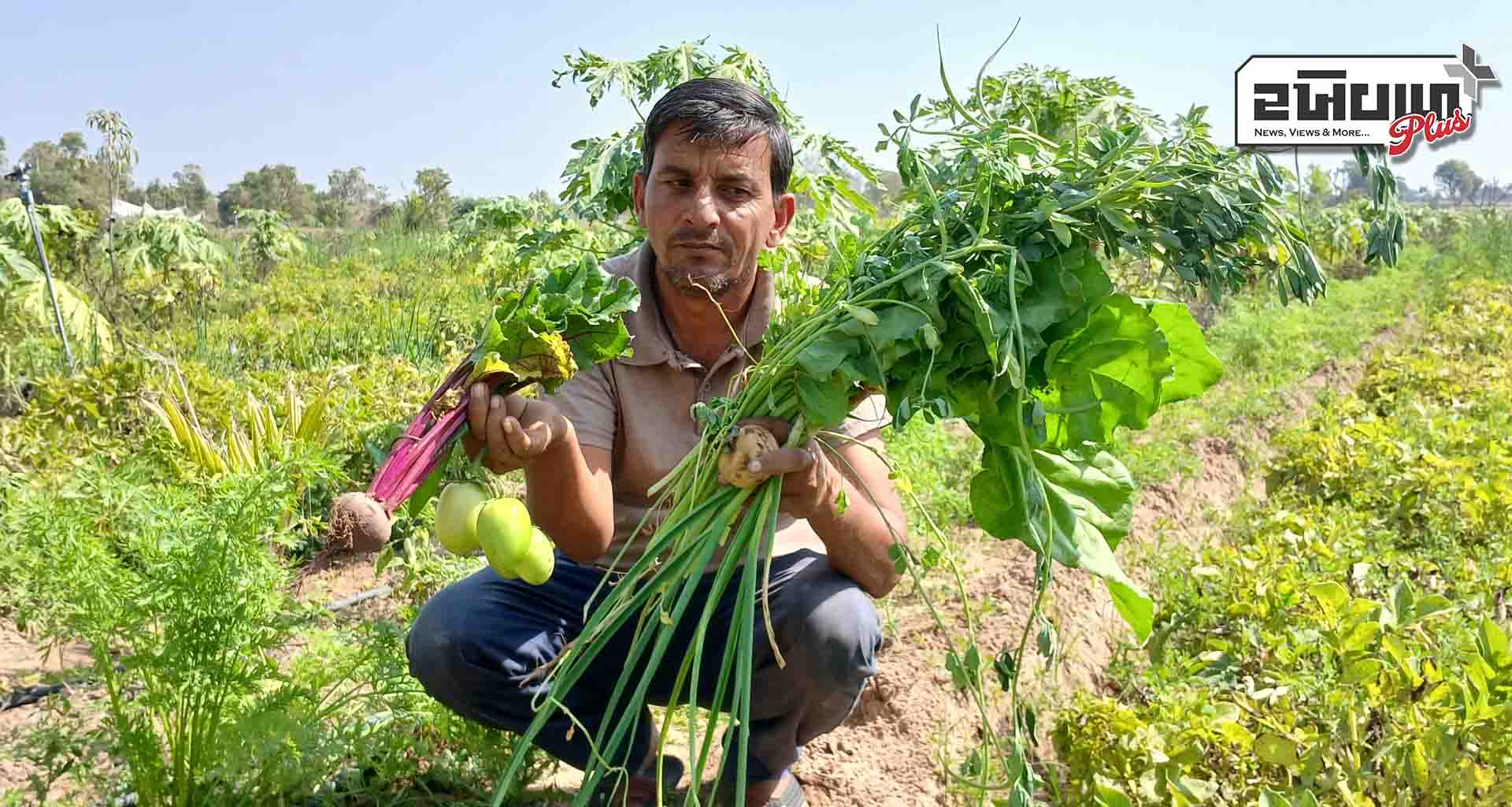 20 હજાર ખર્ચ કરીને અઢી લાખની કમાણી; પાલનપુરના આકેસણ ગામના દંપતીએ પ્રાકૃતિક ખેતી અપનાવી