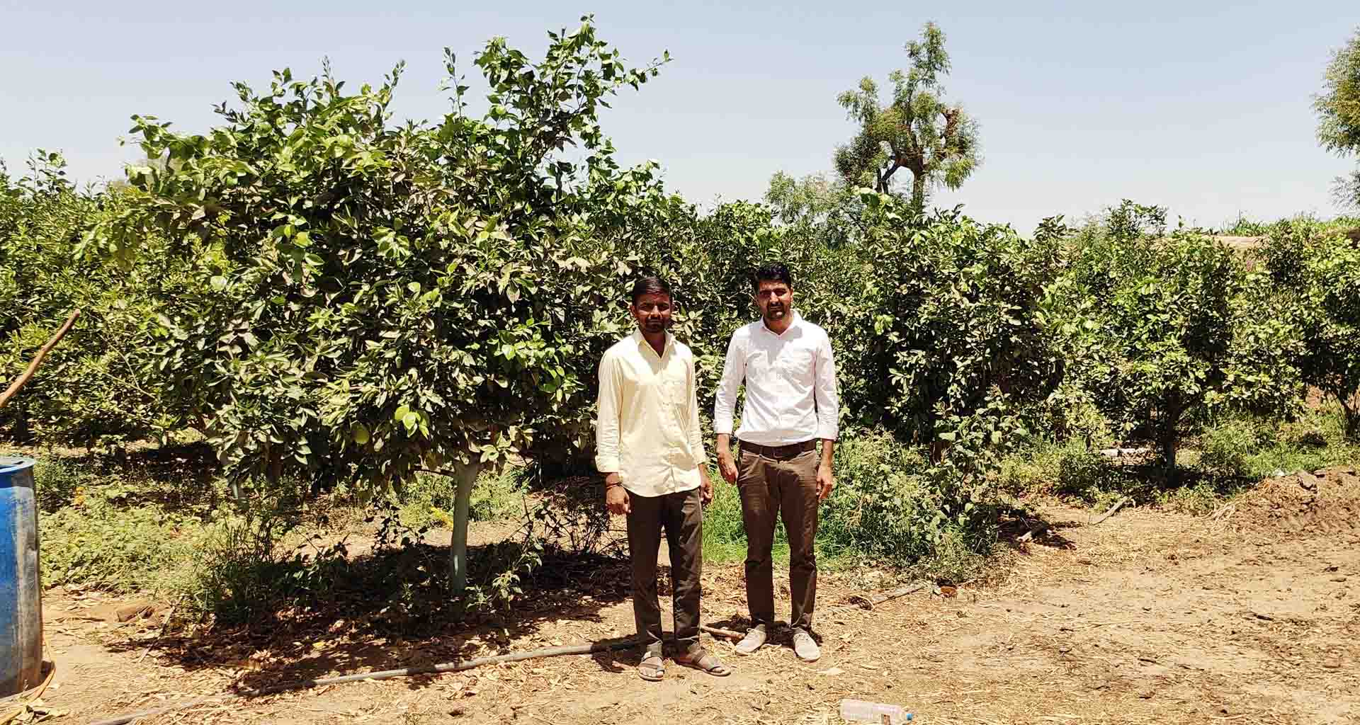 લાખણીના સરકારી ગોળીયાના ખેડૂત દ્વારા મોસંબીની સફળ ખેતી