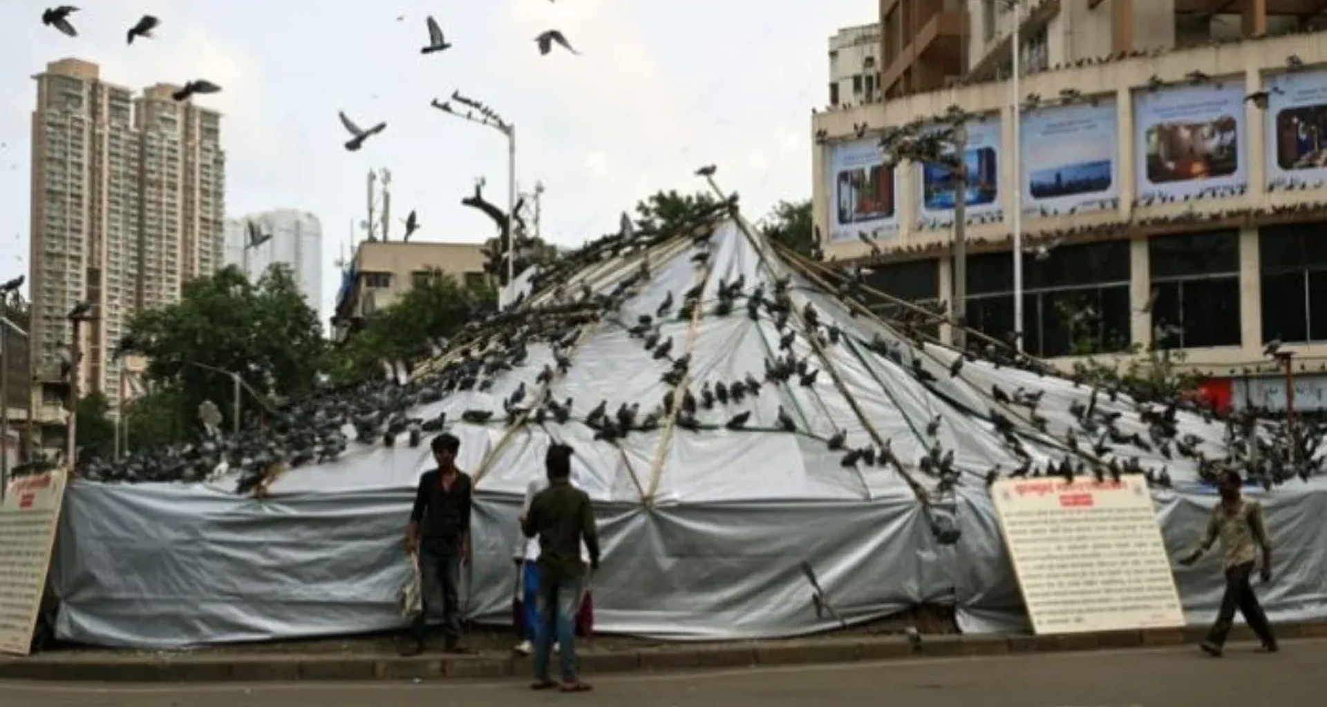 મુંબઈમાં કબૂતરોને ખવડાવવા બદલ પહેલી FIR દાખલ, 50 લોકોને દંડ; વિવાદ વધતા સરકારે બેઠક બોલાવી