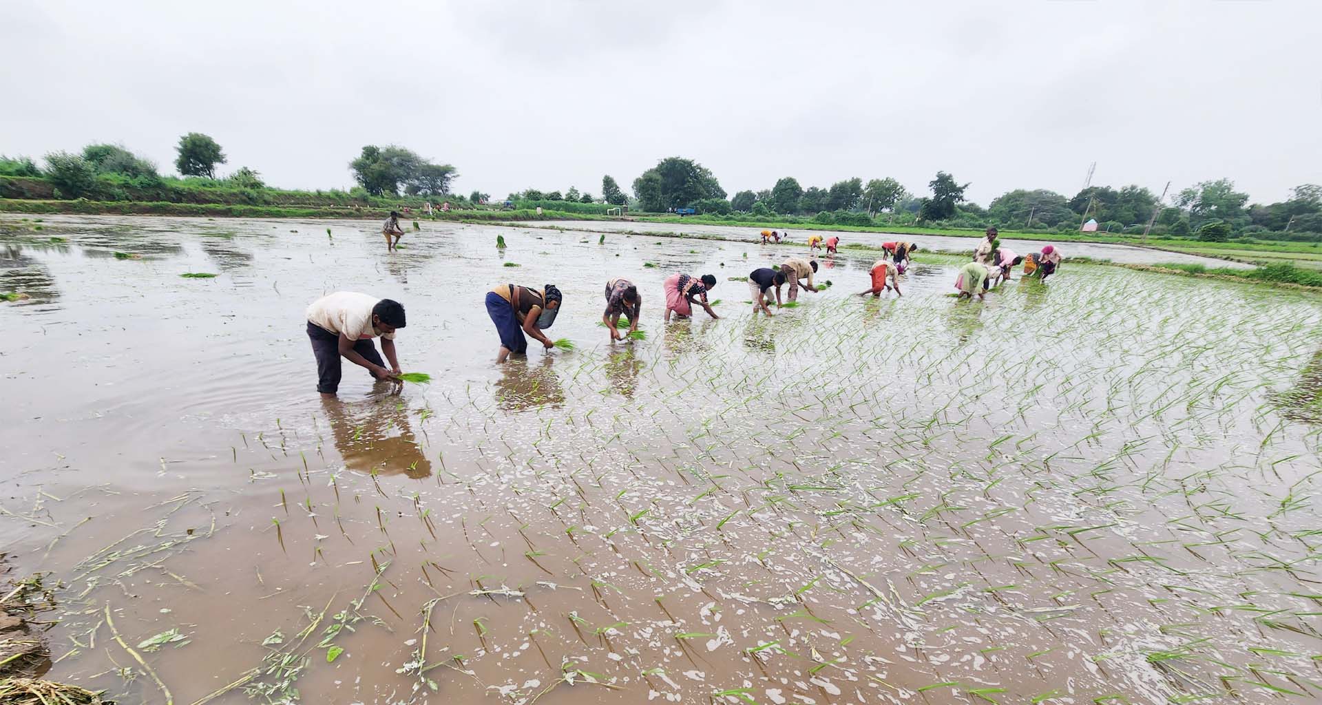 ખરીફ વાવણી વેગ પકડશે : 17મી સુધીમાં દેશના મોટાભાગમાં ચોમાસુ દસ્તક આપશે