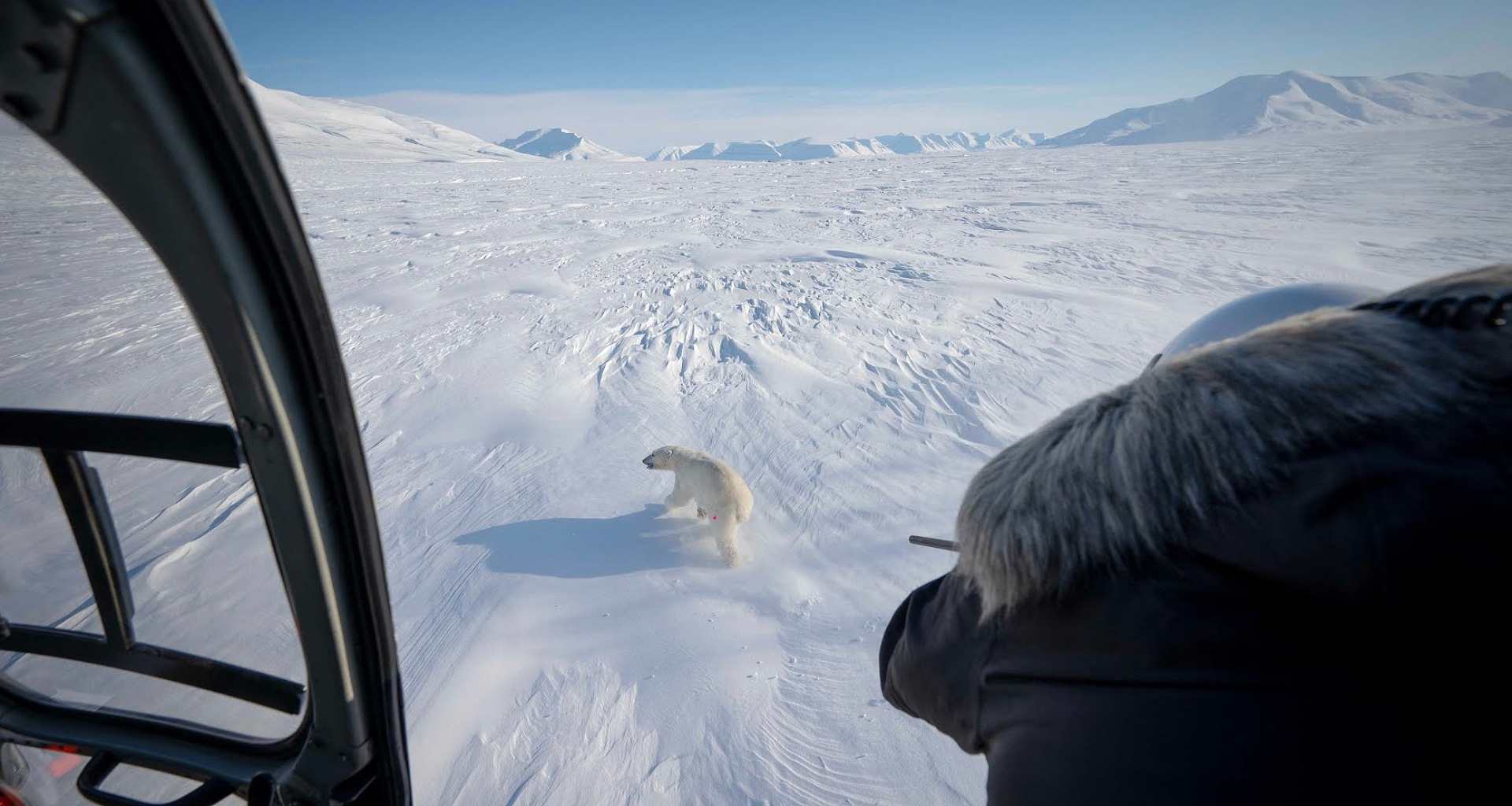 ધ્રુવીય રીંછ જોખમમાં, બાયોપ્સી આર્કટિક પ્રદૂષણ સંકટ પર પ્રકાશ પાડ્યો