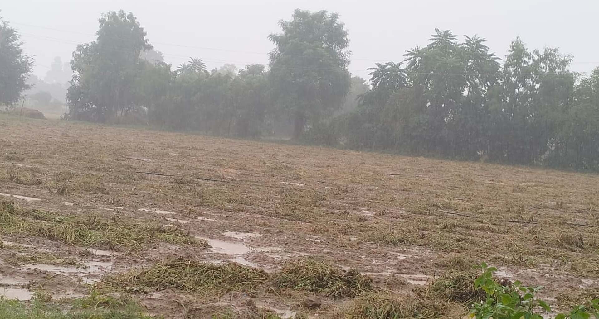 મુડેઠા ગ્રામીણ વિસ્તારમાં વરસાદી ઝાપટા પડયા : મગફળી જેવા પાકોમાં નુકસાનની શક્યતા