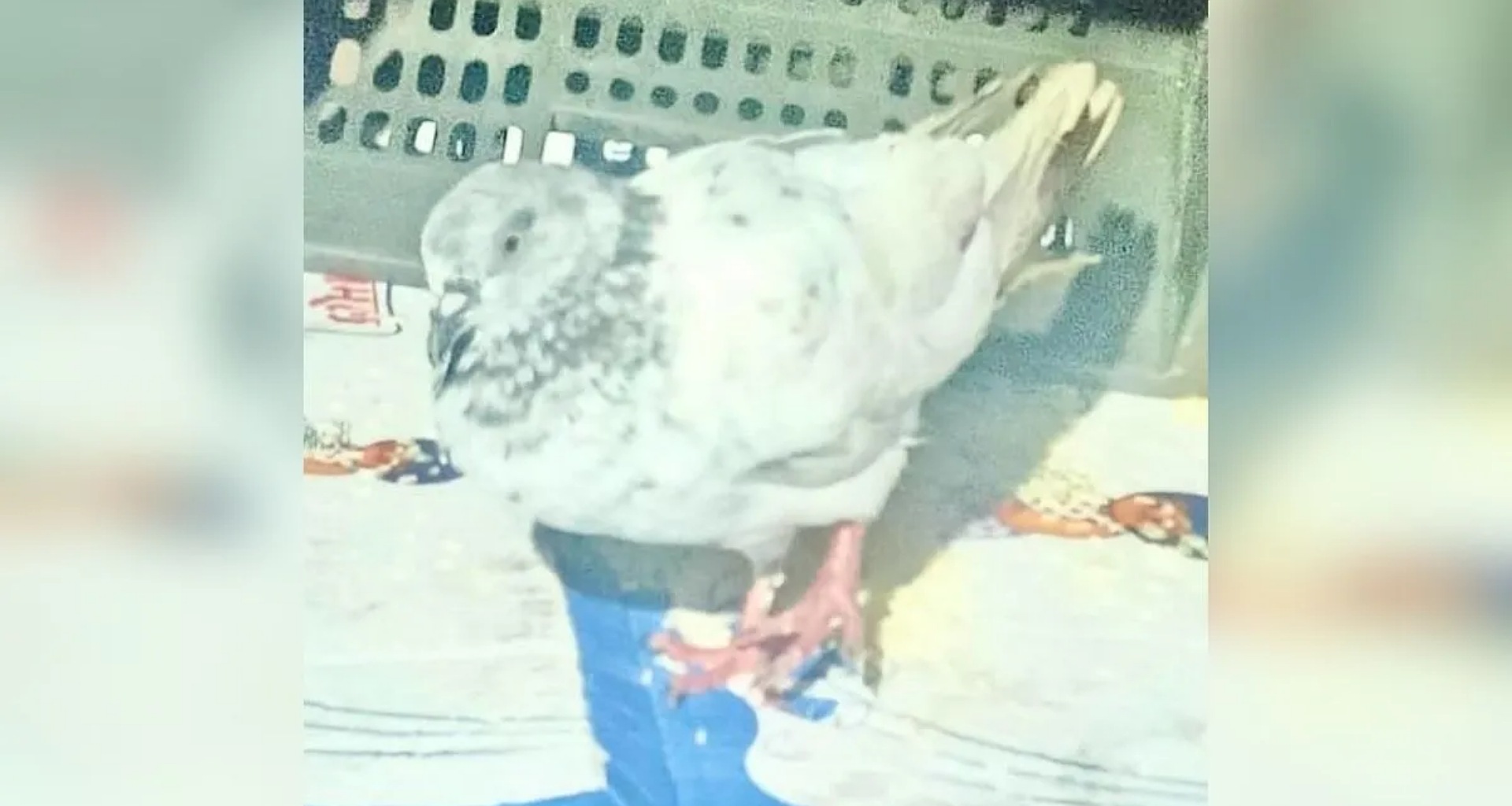 સરહદ નજીક એક કબૂતર એક પત્ર સાથે પકડાયું, તેના પર મોટી ધમકી લખેલી હતી, સુરક્ષા એજન્સીઓ સતર્ક