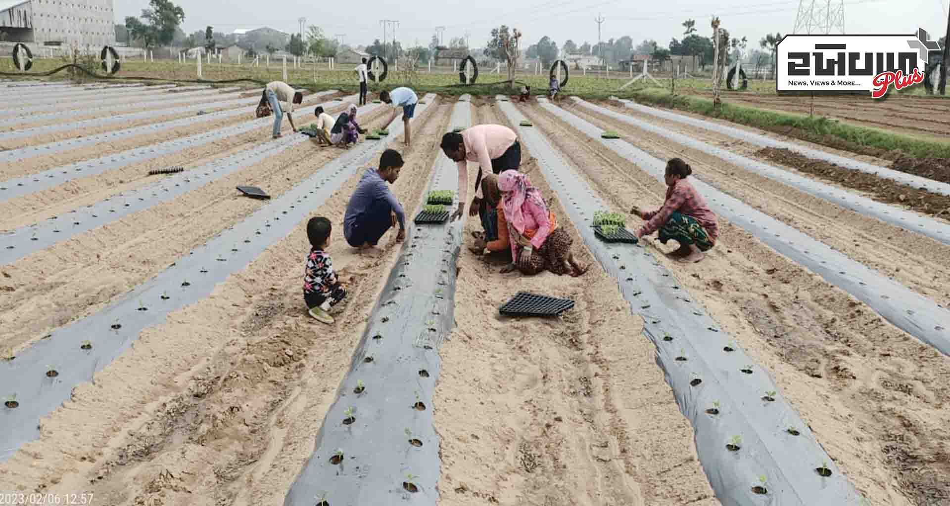 બાગાયતી પાક : ડીસા પંથકમાં શક્કરટેટી અને તડબૂચ નુ વાવેતર કરવામાં આવ્યું