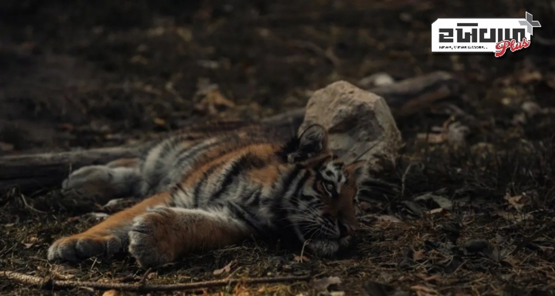 વાયનાડમાં આદમખોર વાઘનું મોત, પોસ્ટમોર્ટમમાં 'મહિલાના વાળ, કપડાં અને કાનની બુટ્ટી' મળી આવી