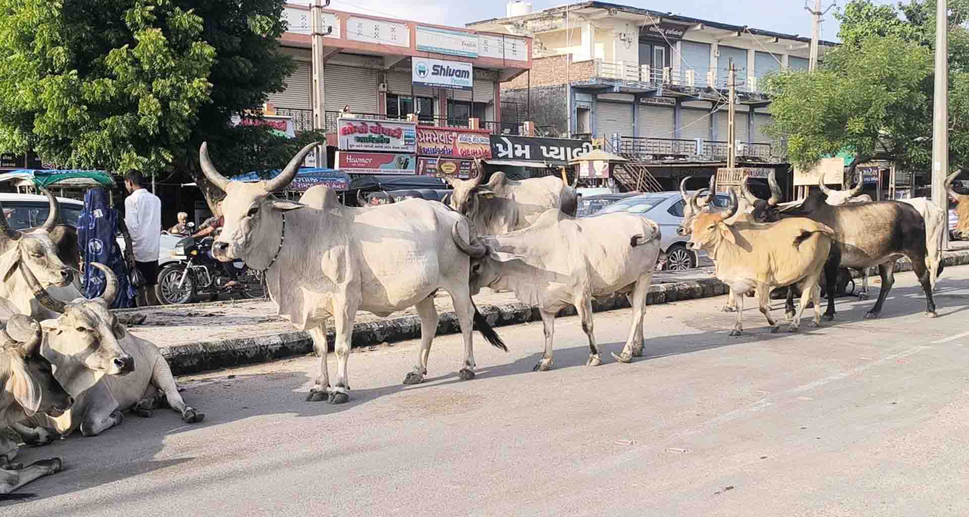 મહેસાણાના વિસનગરમાં રખડતાં ઢોરનો ત્રાસ અકસ્માતનો ભય વાહન ચાલકો પરેશાન