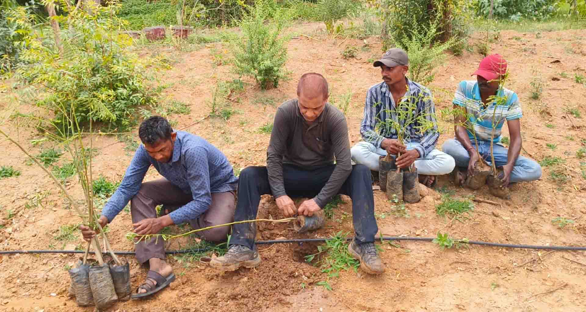પ્લેન દુર્ઘટનામાં માર્યા ગયેલા યાત્રીઓની યાદમાં 290 ગુલમોહરના વૃક્ષો વાવી શ્રદ્ધાંજલિ સમર્પિત