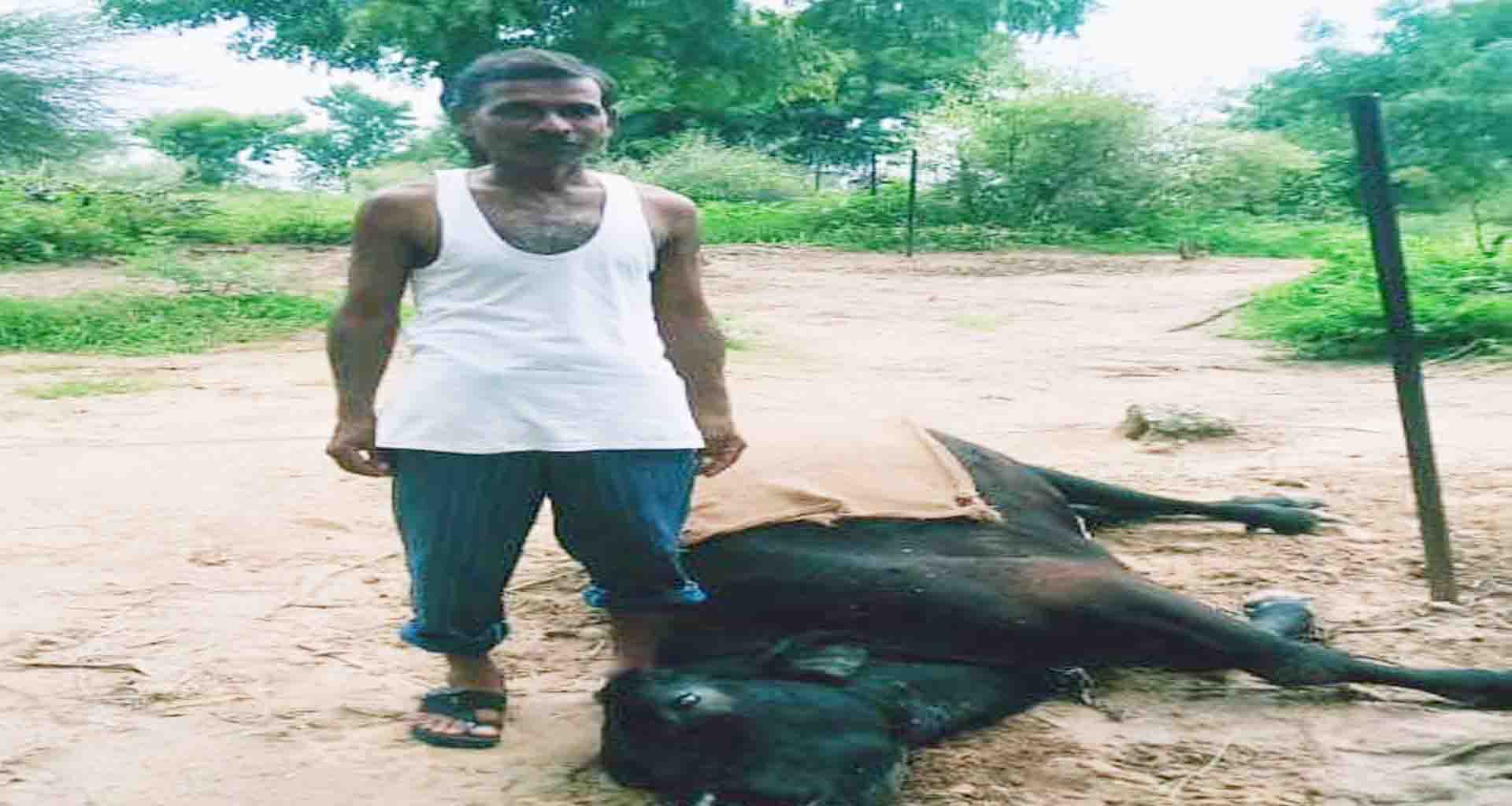 ઊંઝા તાલુકાના શંકરપુરા ઉપેરા ગામે ગાય પર ઇલેક્ટ્રિક વાયર ચાલુ પ્રવાહ તૂટીને પડતા મોત