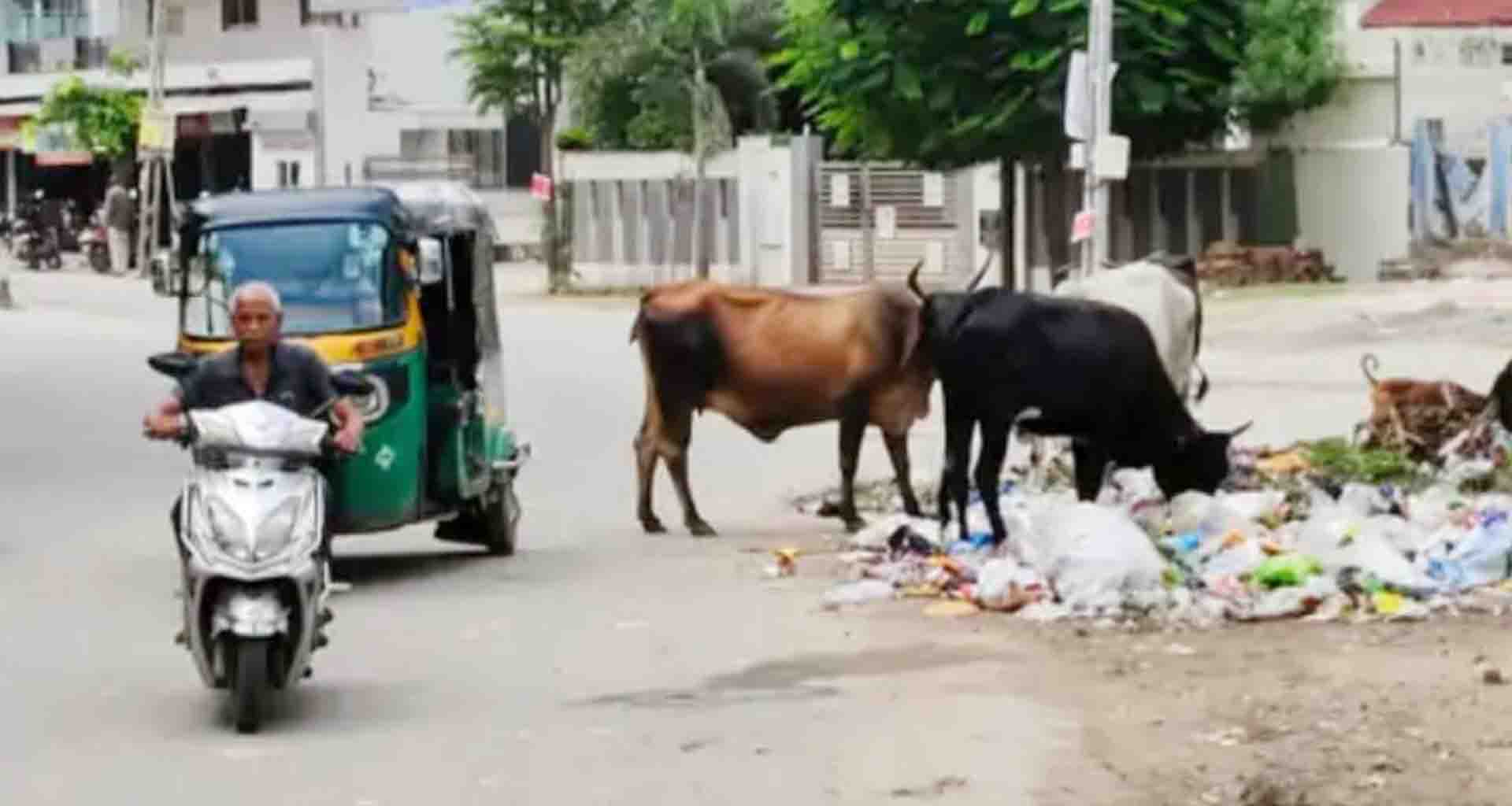 પાટણ શહેરમાં ગાયત્રી મંદિર રોડ પરની ગંદકીથી રહિશો પરેશાન બન્યા..!