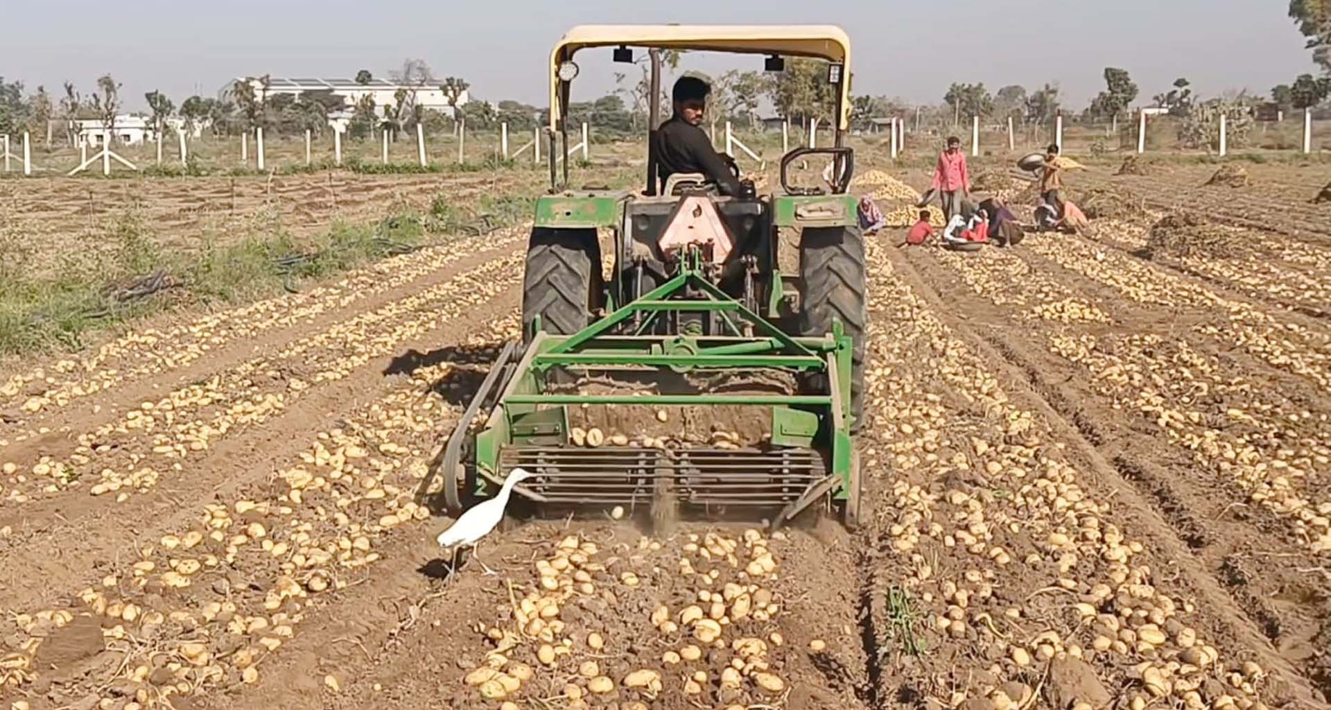 રવિ સીઝનમાં બટાટાના ભાવો ગગડતા ખેડૂતોની હાલત કફોડી બની