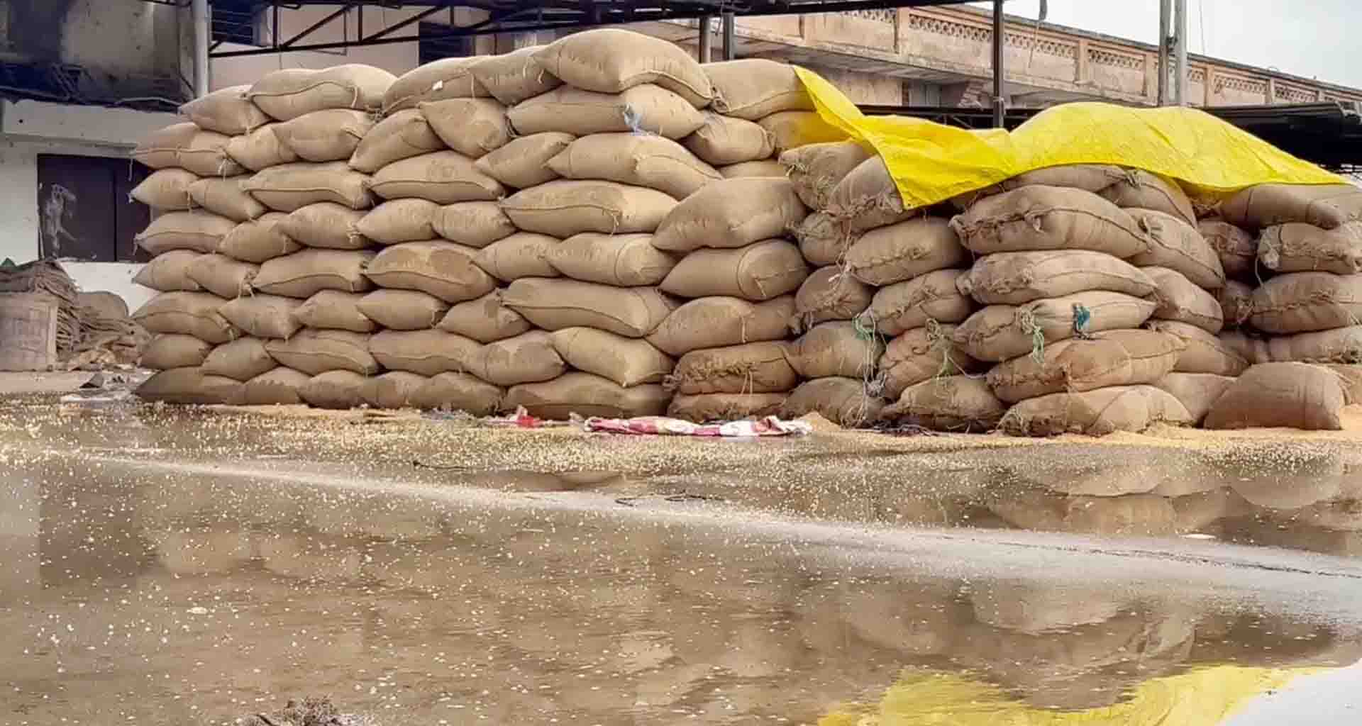 તીવ્ર ગતિથી ફૂંકાયેલા પવન વચ્ચે કમોસમી માવઠું થતા ખેડૂતોનો પાક પલળ્યો લાખોનું નુકસાન