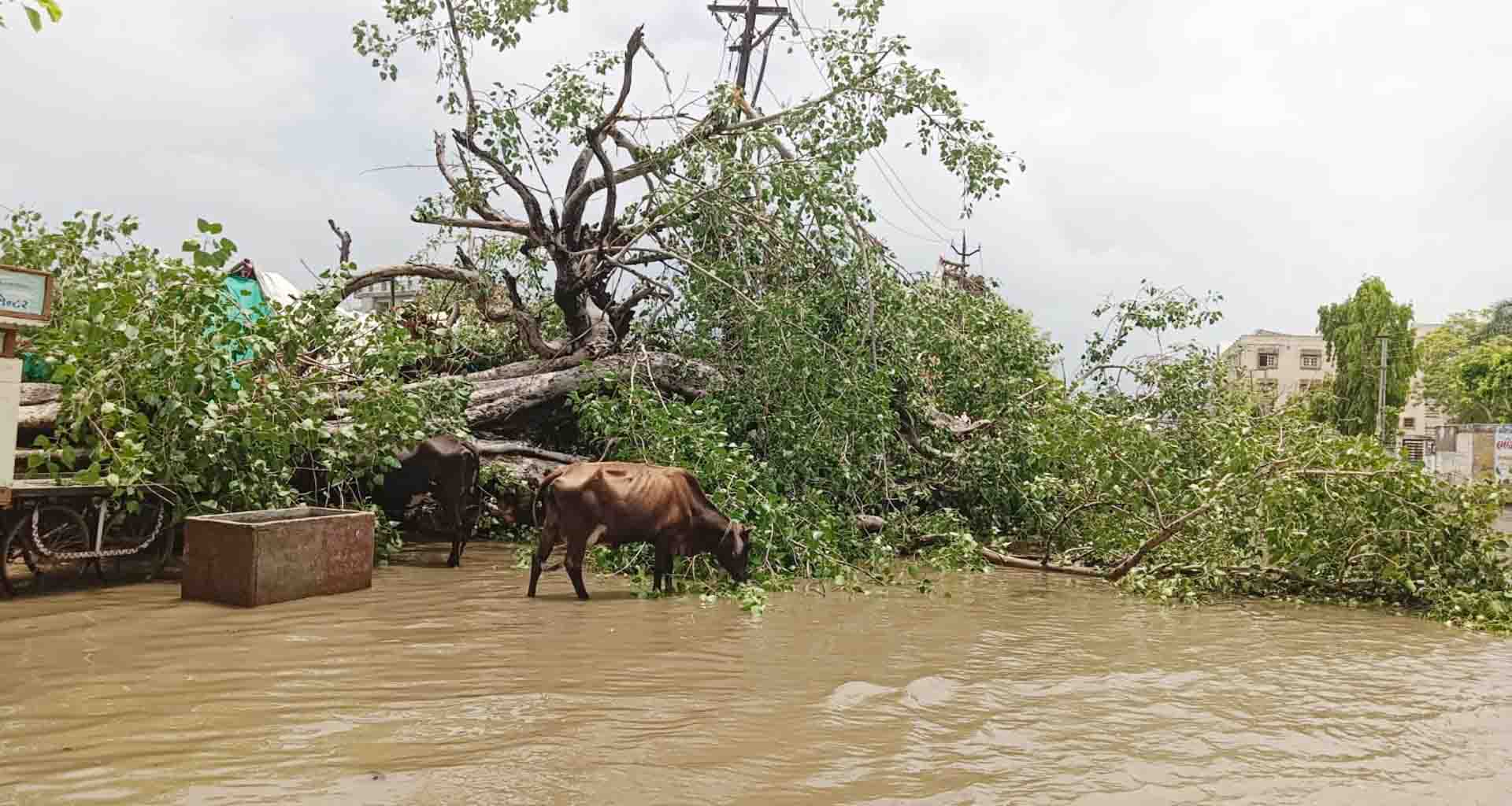 પાટણમાં મેઘરાજાની એન્ટ્રી વચ્ચે વિજળી પડતા એક યુવાન સહિત બે પશુના મોત નીપજ્યા
