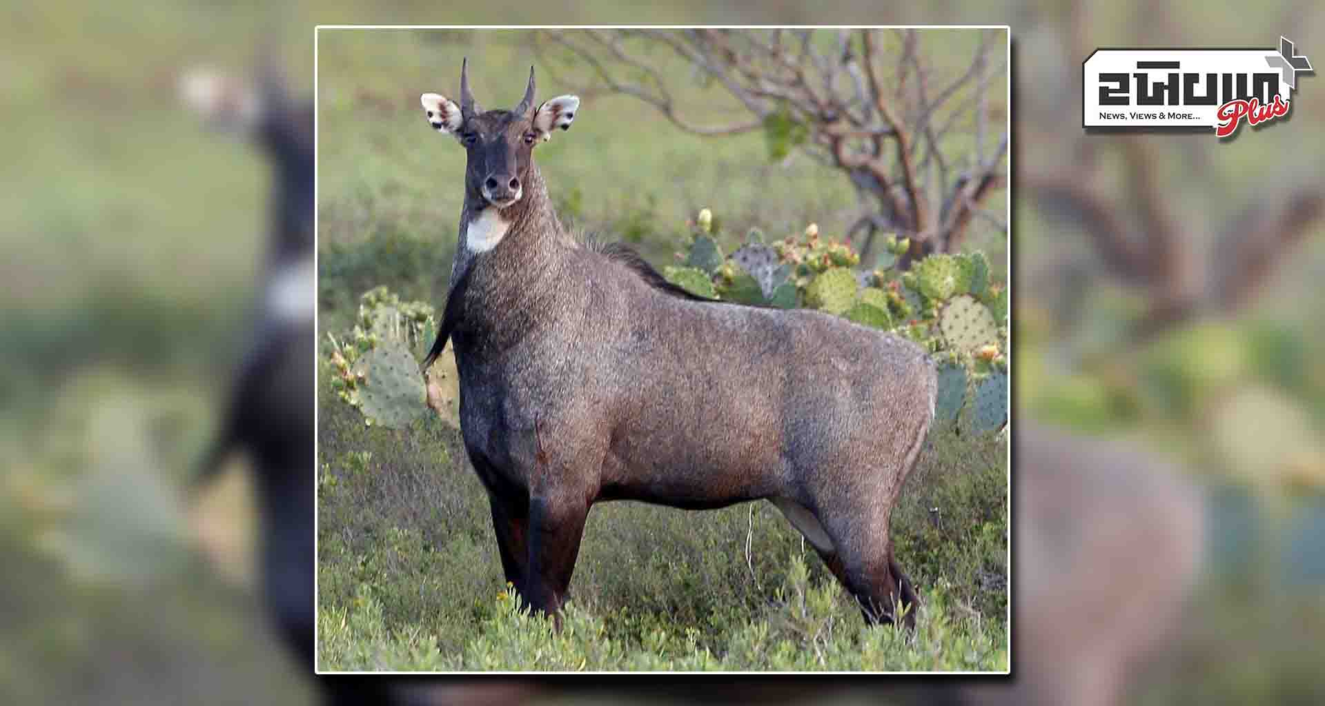 ડીસાના ઢુવા ગામે નીલગાયનો શિકાર કરવા આવેલા અજાણ્યા શખ્સો પોલીસને જોઈ ભાગ્યા