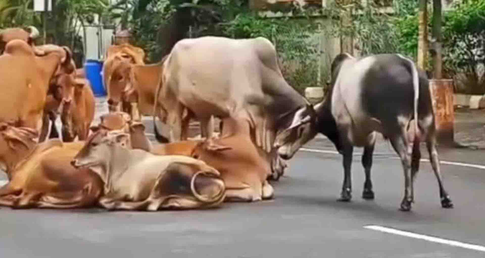 રાધનપુરમાં રખડતાં ઢોરનો ત્રાસ; વાહન ચાલકો પરેસાન પાંજરે પુરવા માંગ