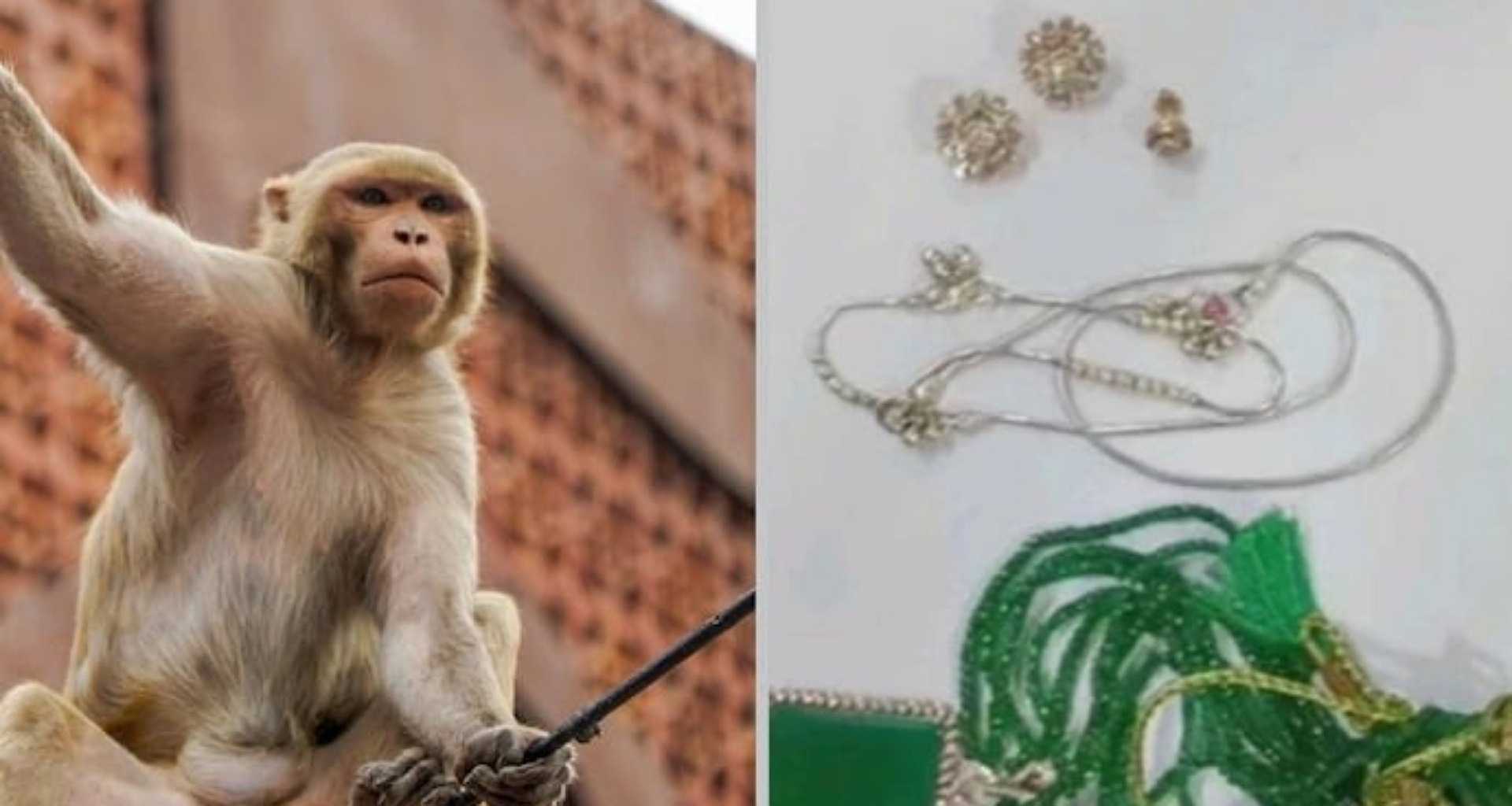 વૃંદાવનમાં વાંદરાએ ભક્તનું 20 લાખ રૂપિયાના દાગીનાવાળું પર્સ લૂંટી લીધું