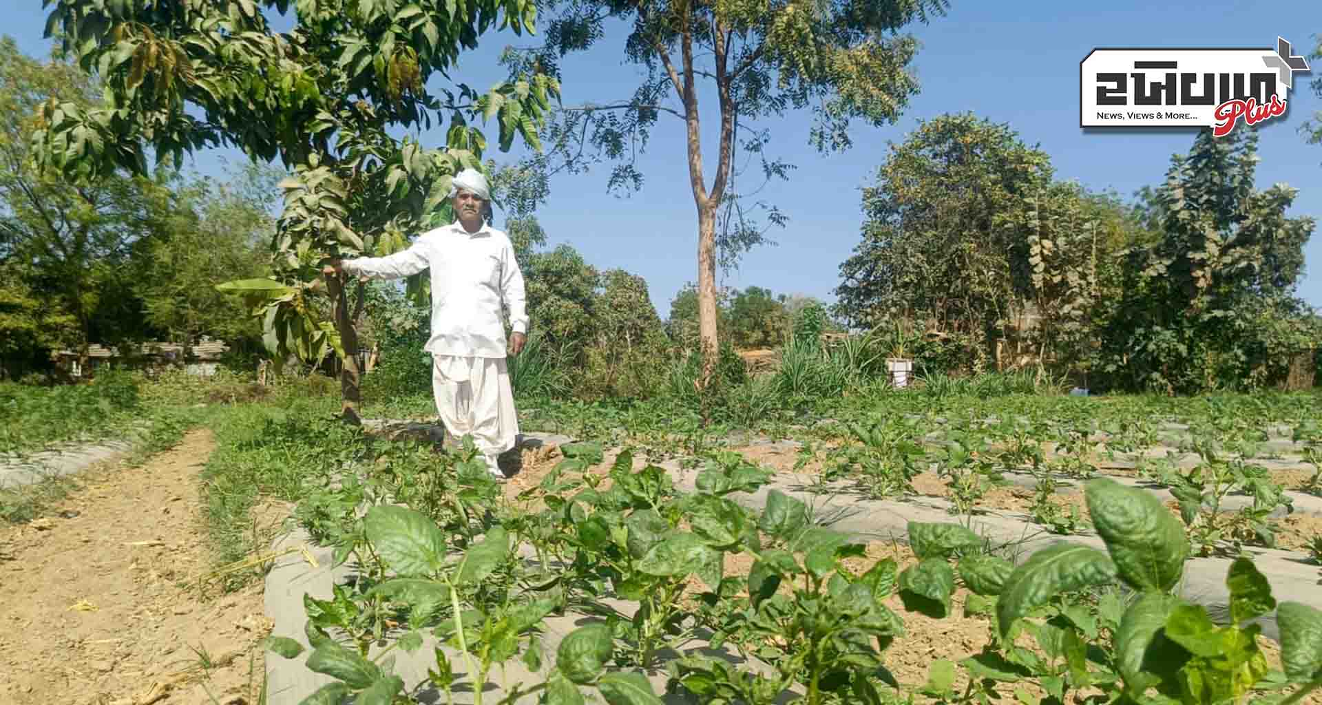 છેલ્લા ચાર વર્ષથી પ્રાકૃતિક કૃષિ કરતા બનાસકાંઠા જિલ્લાના કાંકરેજ તાલુકાના ખેડૂત વરજંગજી ઠાકોર