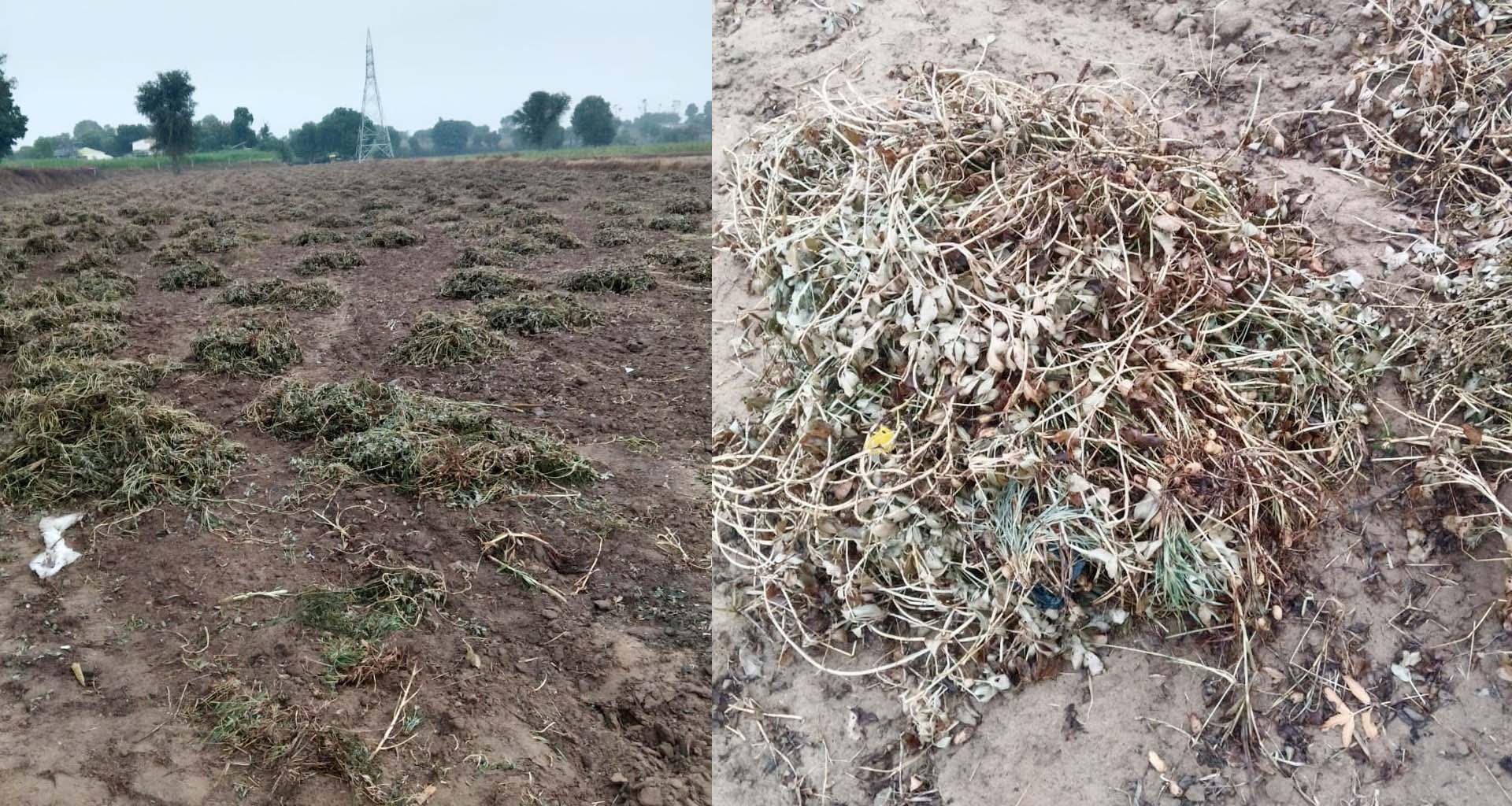 અષાઢી માહોલ : બનાસકાંઠા જિલ્લામાં કમોસમી માવઠાએ ખેડૂતોની ચિંતા વધારી