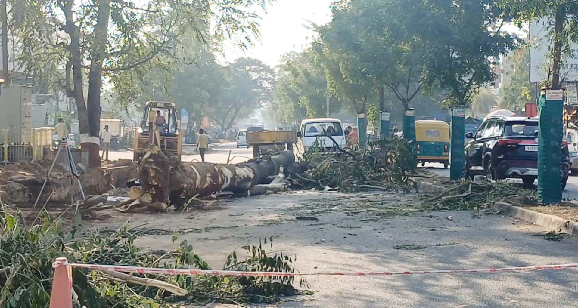 મહેસાણા મનપાનો વિકાસ ગાંડો થયો : વિકાસના રોડ બનાવવા માટે તોતિંગ વૃક્ષોનું નિકંદન