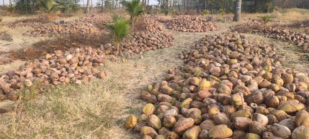 રાજ્યમાં છેલ્લા એક દાયકામાં નાળિયેરીનો વાવેતર વિસ્તાર ૫,૭૪૬ હેક્ટર વધ્યો; લીલા નાળિયેરનું (ત્રોફાનું) વાર્ષિક ઉત્પાદન ૨૬ કરોડ યુનિટથી પણ વધુ