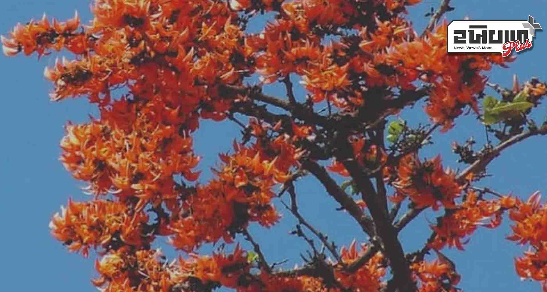 બનાસકાંઠા જિલ્લામાં ફાગણ માસમાં કેસુડાના ફૂલોની ફોરમ પ્રસરી