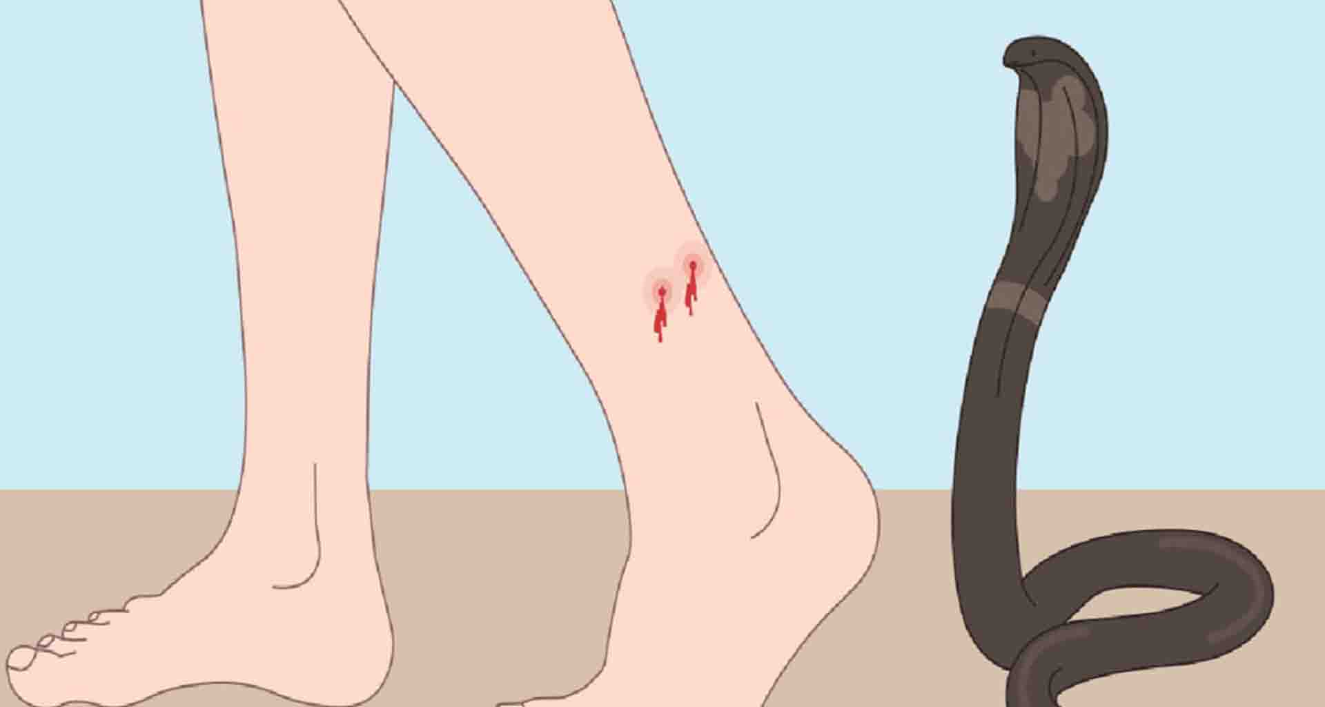 ભાભરમાં એક મહિનામાં ત્રણ વ્યક્તિઓને સાપે ડંખ માર્યો..!