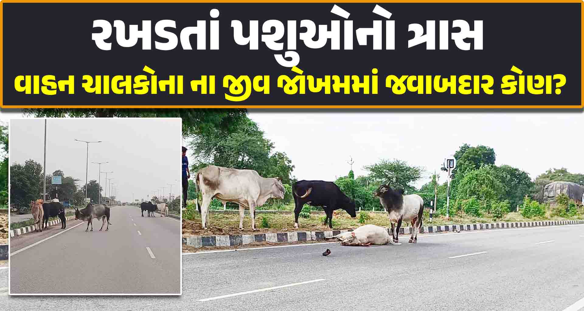 ડીસા ભીલડી હાઈવે પર રખડતાં પશુઓનો ત્રાસ દિનપ્રતિદિન રખડતા પશુઓની સંખ્યામાં વધારો