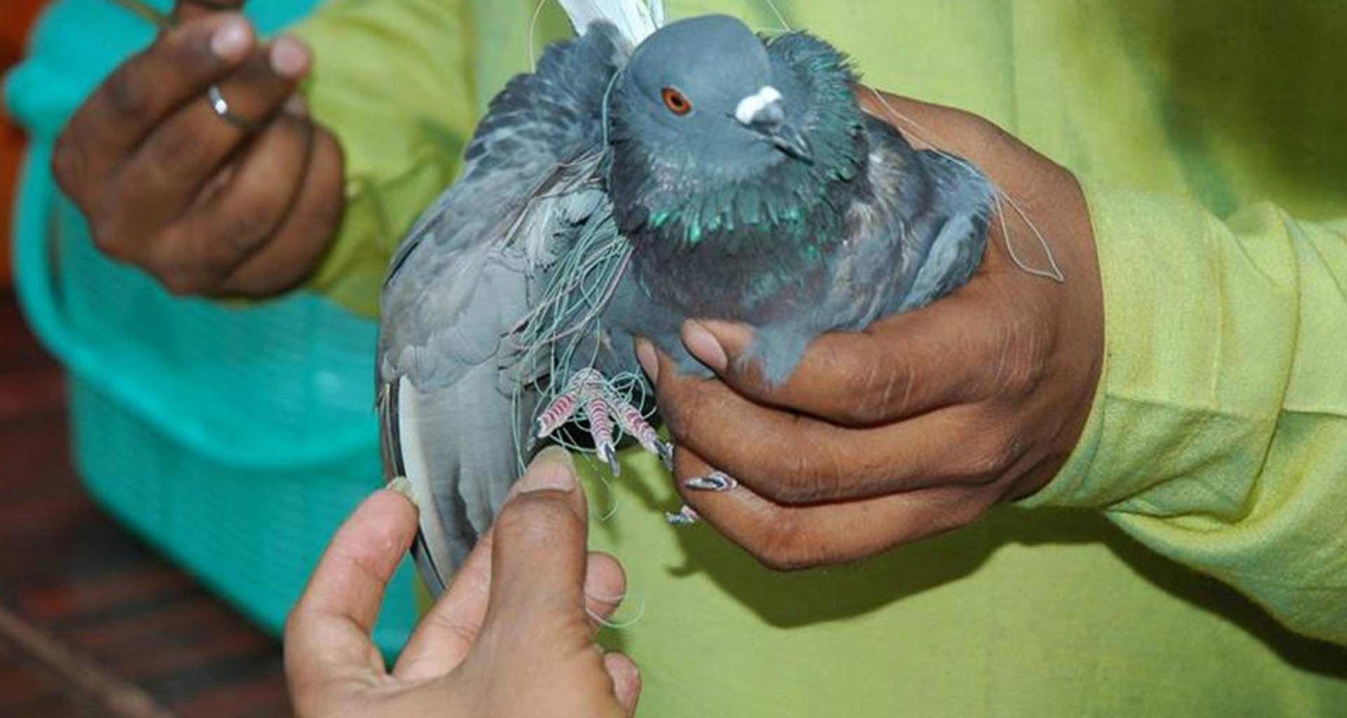 ઉત્તરાયણ ઉત્સવ દરમિયાન વન્યજીવનના રક્ષણ માટે ગુજરાતમાં કરુણા અભિયાન ૨૦૨૫ શરૂ