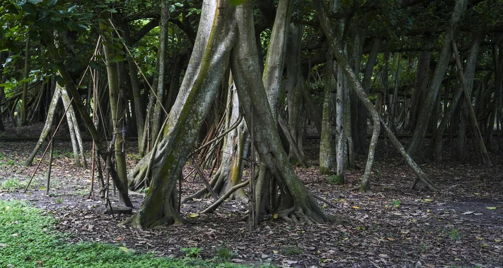 હિમાચલ: બિલાસપુરમાં ચાર માર્ગીય પ્રોજેક્ટ માટે પીપળાનું વૃક્ષ ફરીથી રોપવામાં આવ્યું