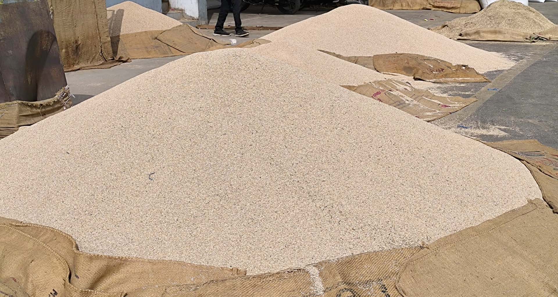 ઊંઝા ગંજબજારમાં દૈનિક તલની ૫૦૦ બોરીની આવક