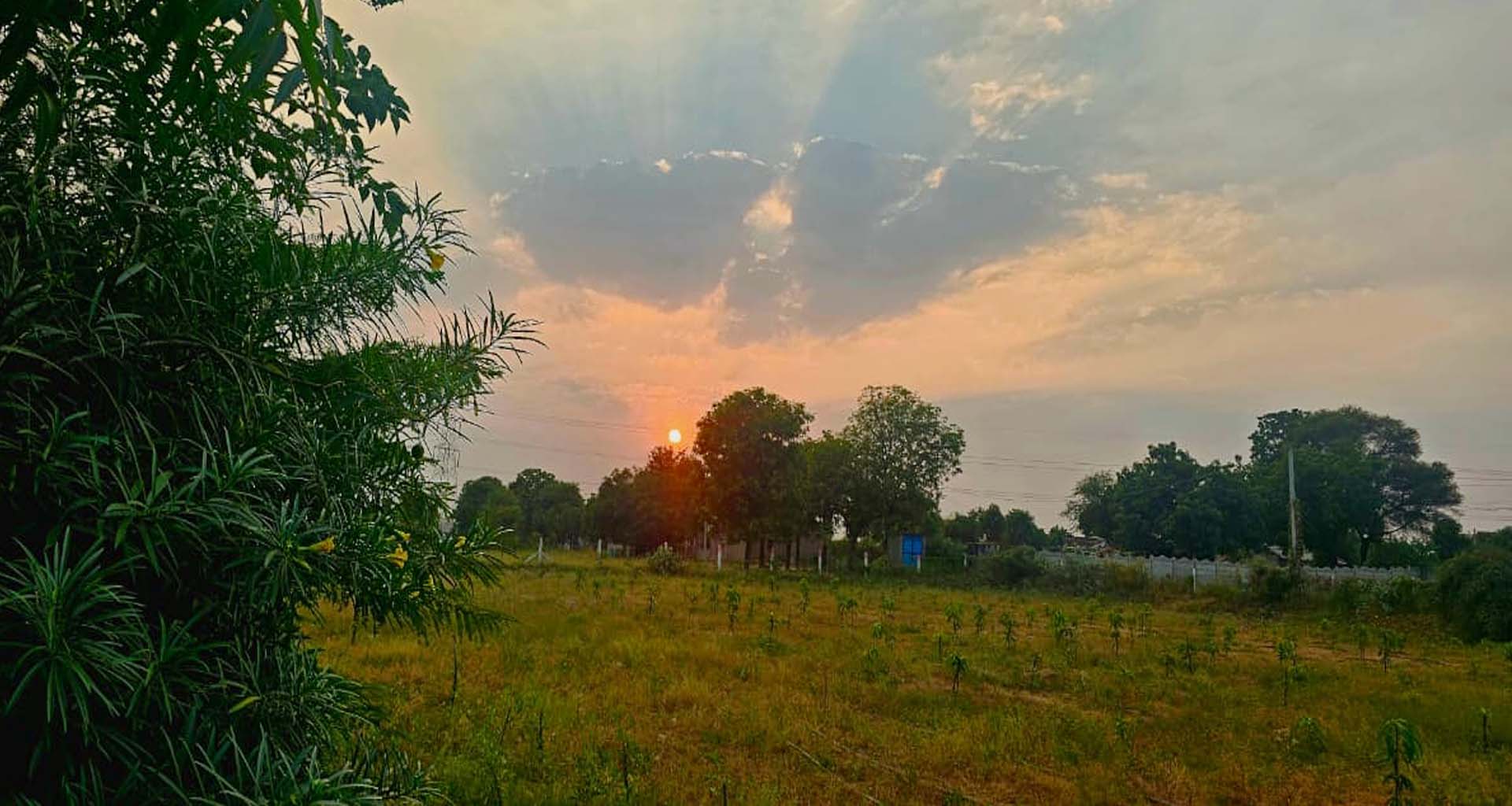 ડીસા પંથકમાં શિયાળાનું આગમન : ઠંડીનો પારો ગગડતાં બટાકાનું વાવેતર પૂરજોશમાં