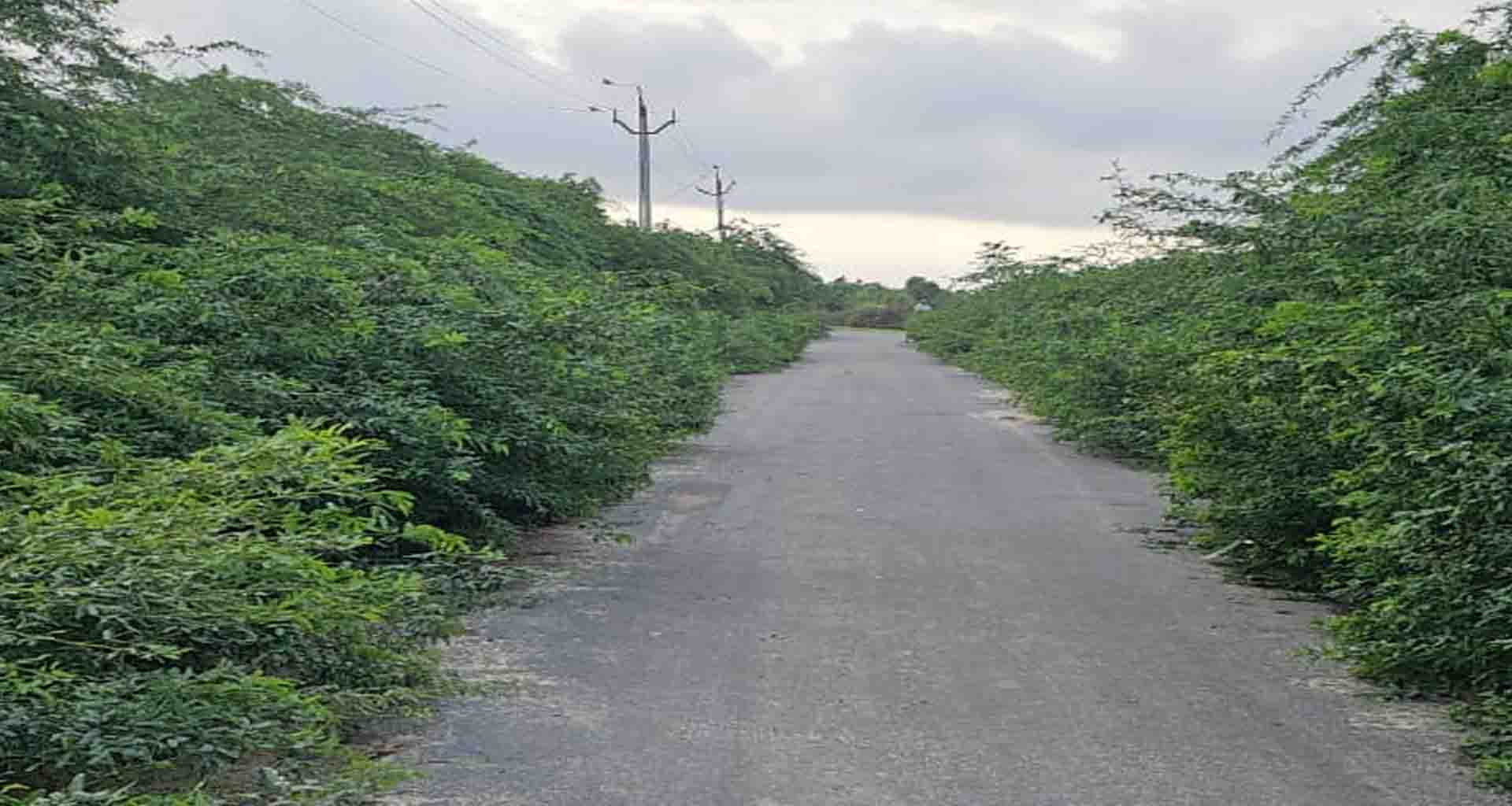 વાવના માડકા થી ભાટવર રોડ પર ગાડા બાવળોનું સામ્રાજ્ય અકસ્માતની ભીતિ