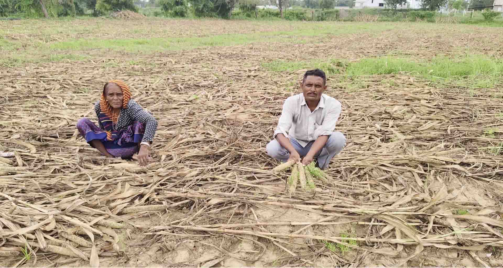 લાખણીના ગેળા સહિતના ગામોમાં બાજરીના પાકને વરસાદના લીધે મોટું નુકસાન